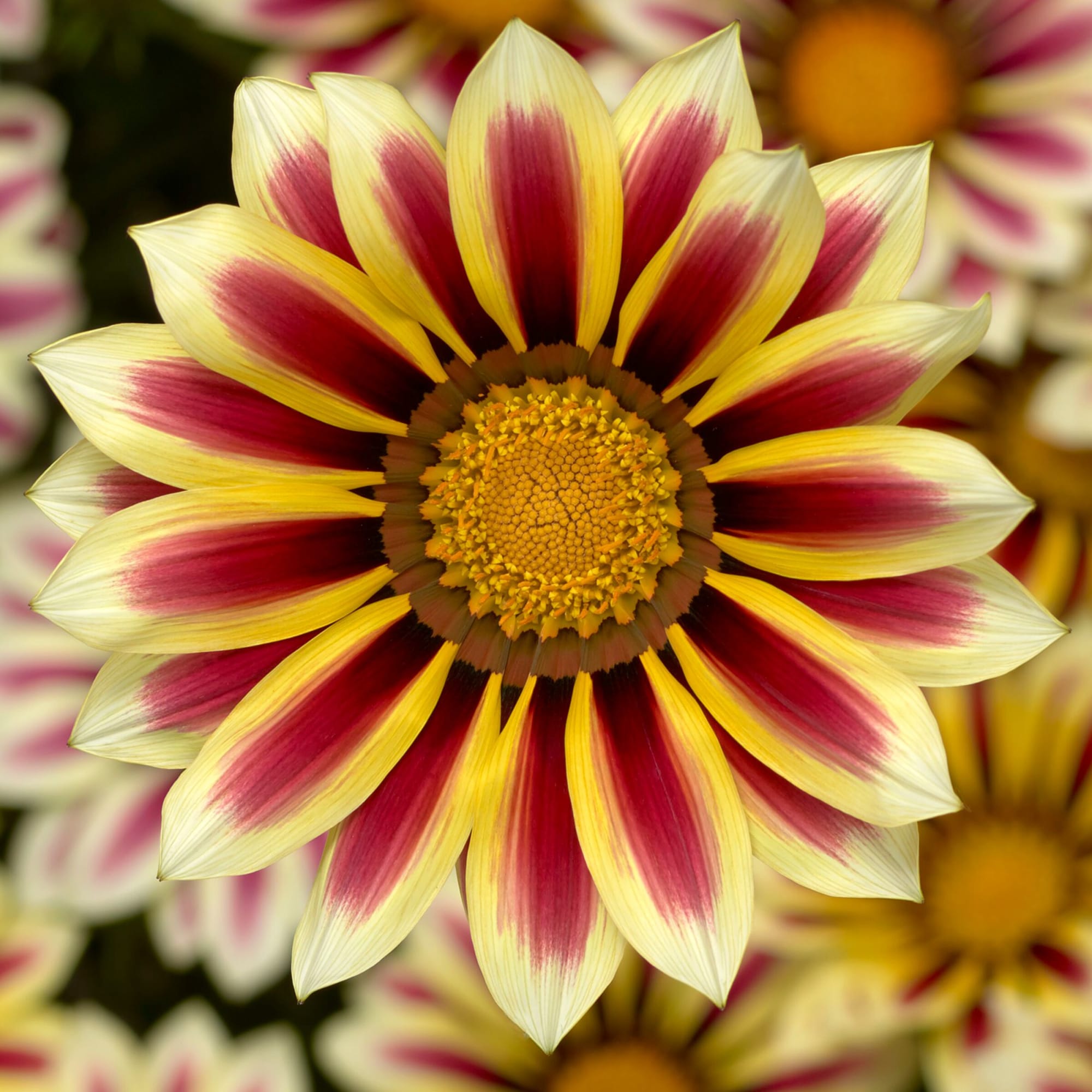 Big Kiss™ White Flame