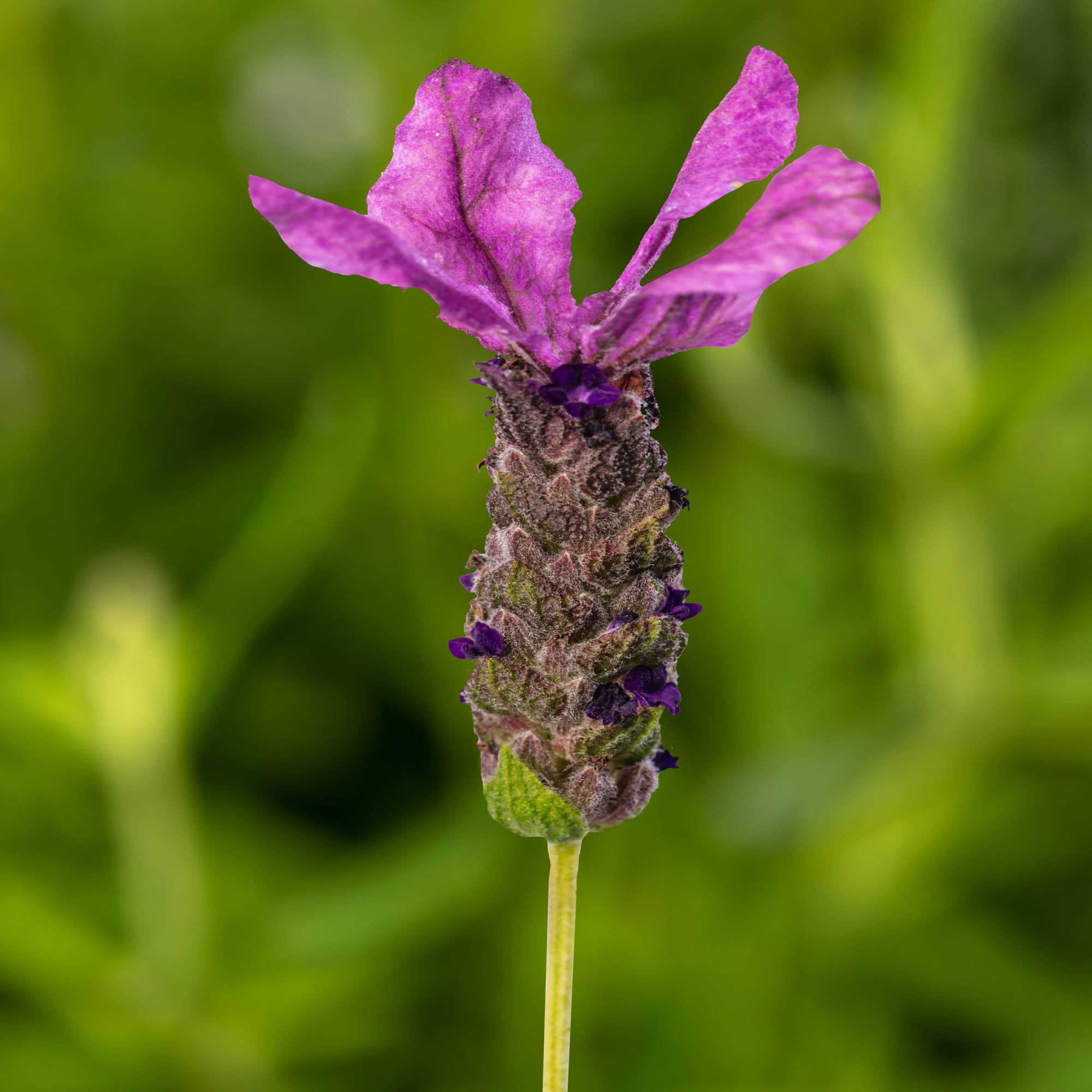 70088333-flower.jpg