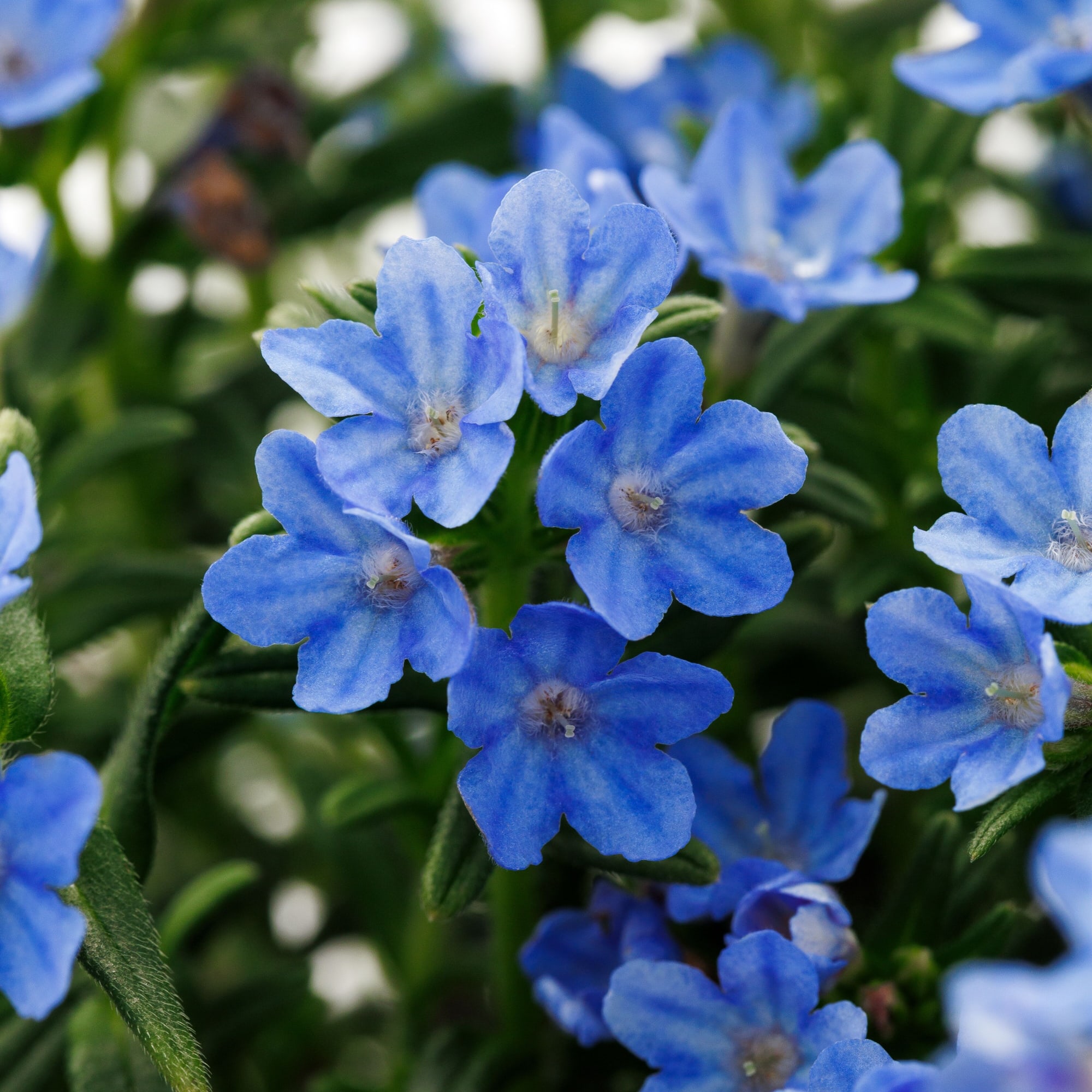 Tidepool™ Sky Blue | Syngenta Flowers