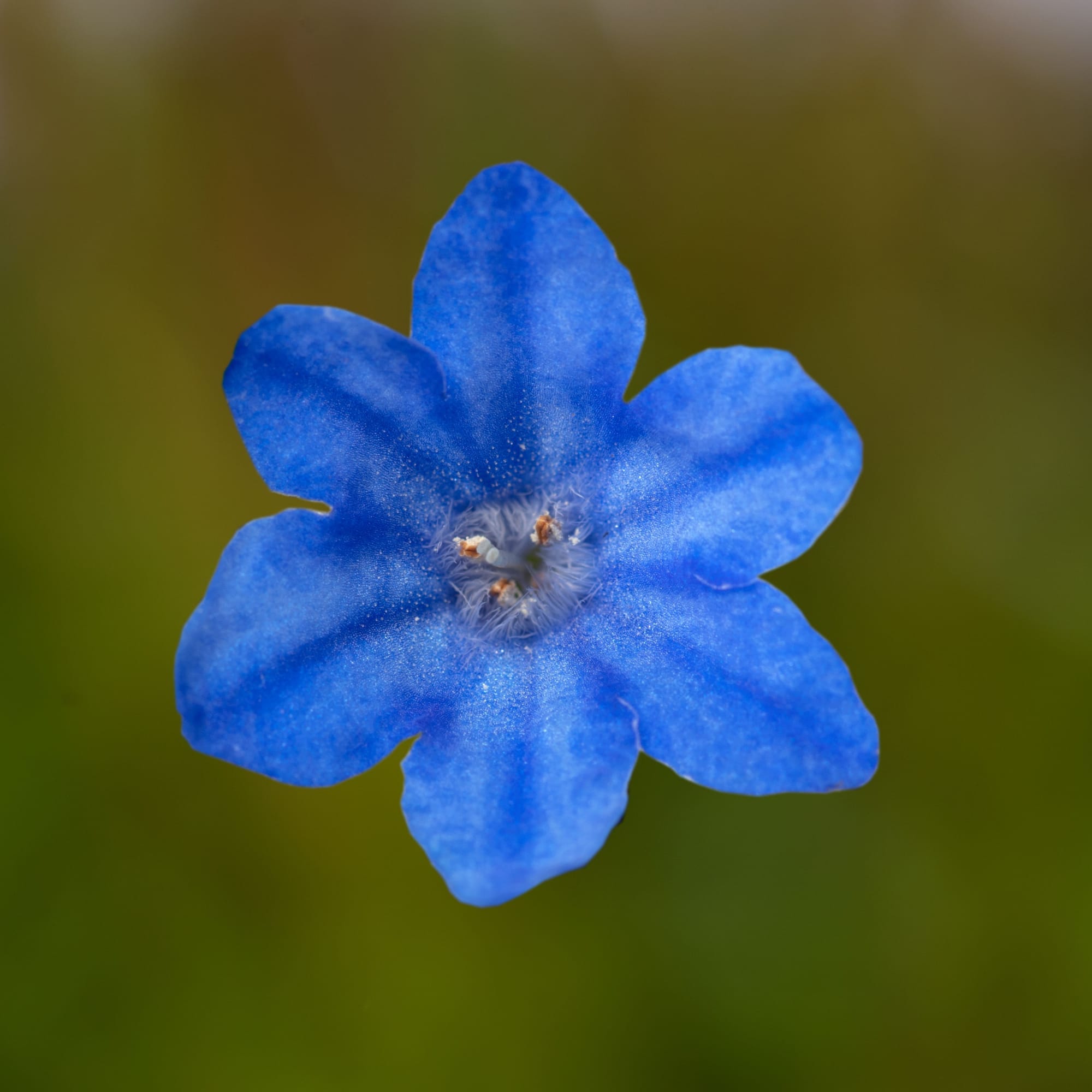 Tidepool™ Sky Blue | Syngenta Flowers