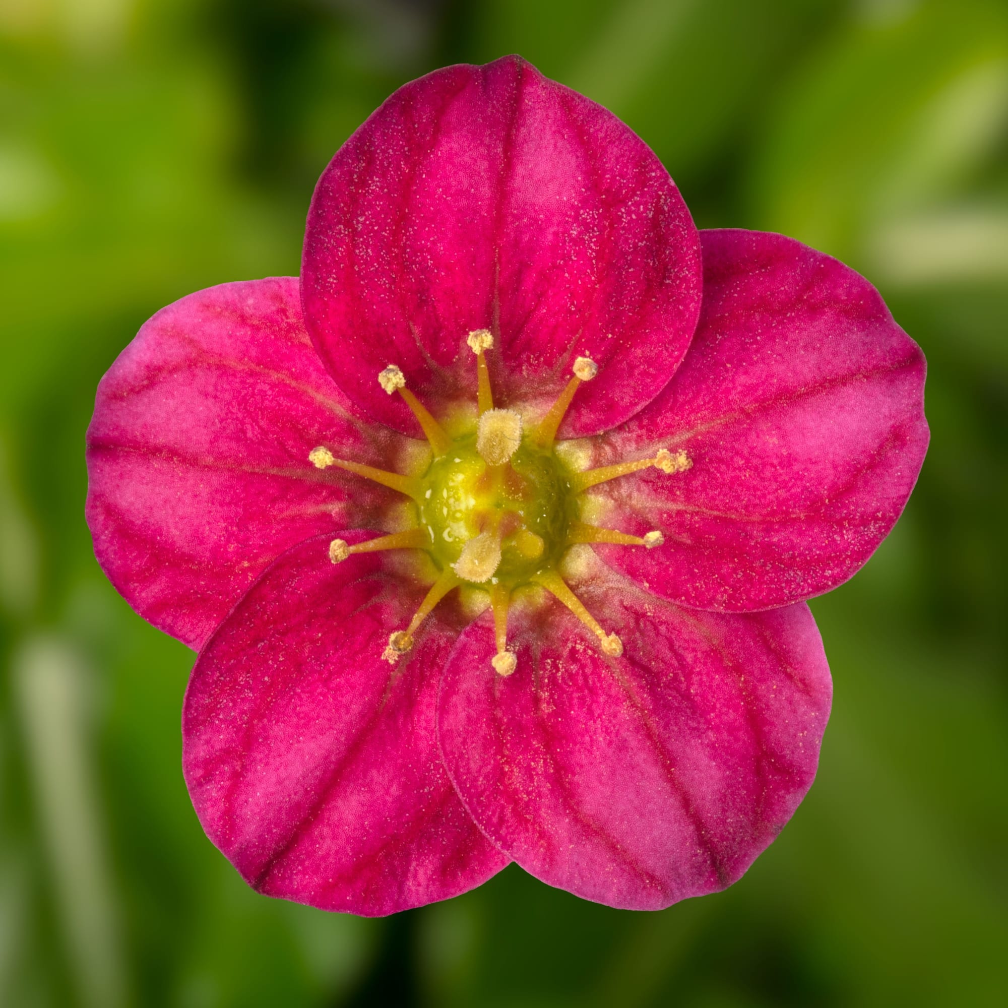 Alpino™ Early Rose