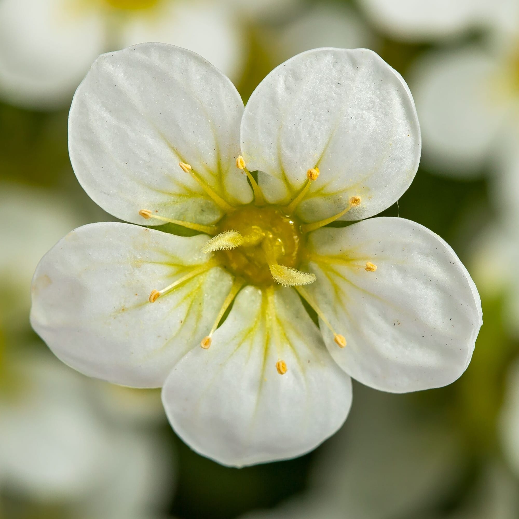 Touran™ Large White