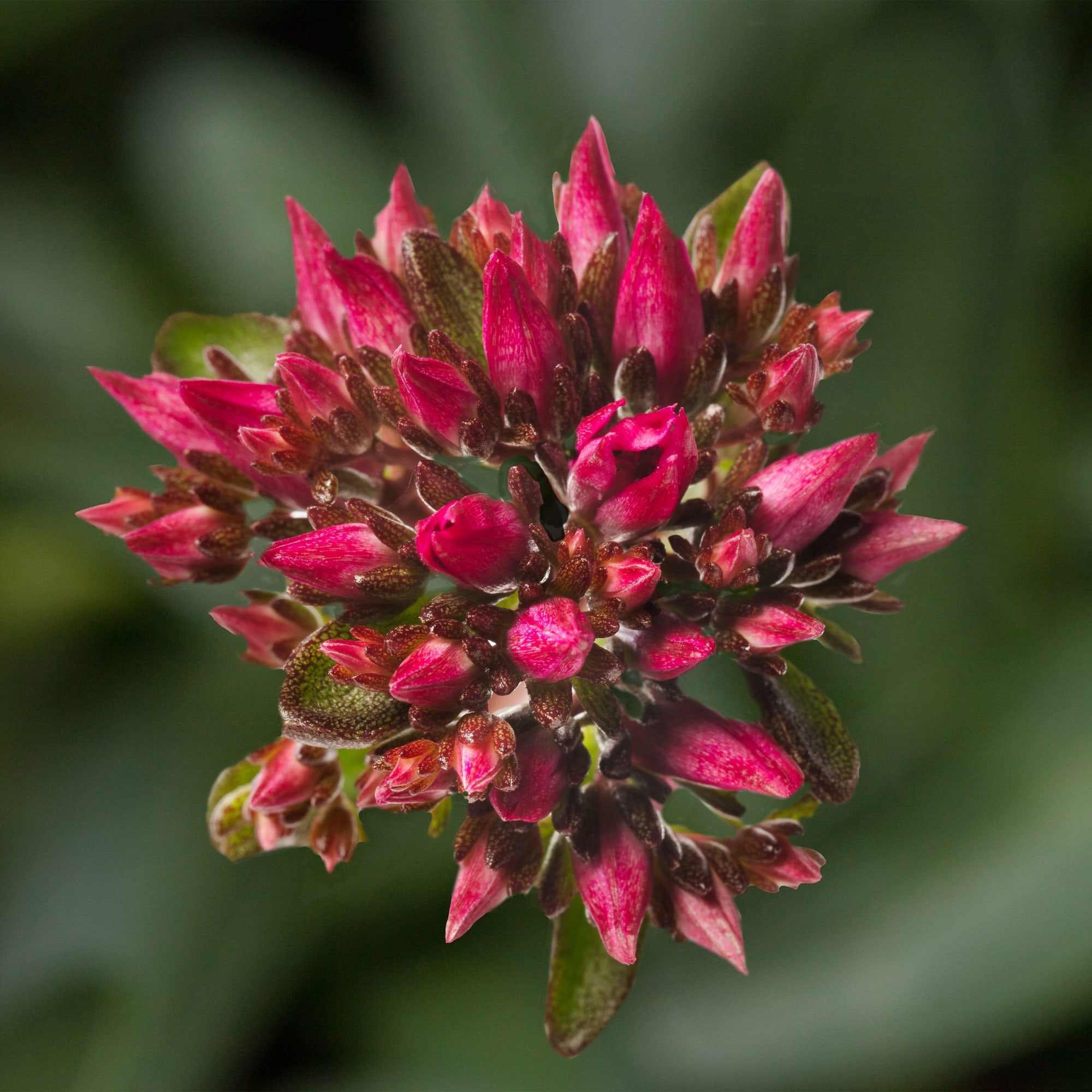 Spot On™ Deep Rose