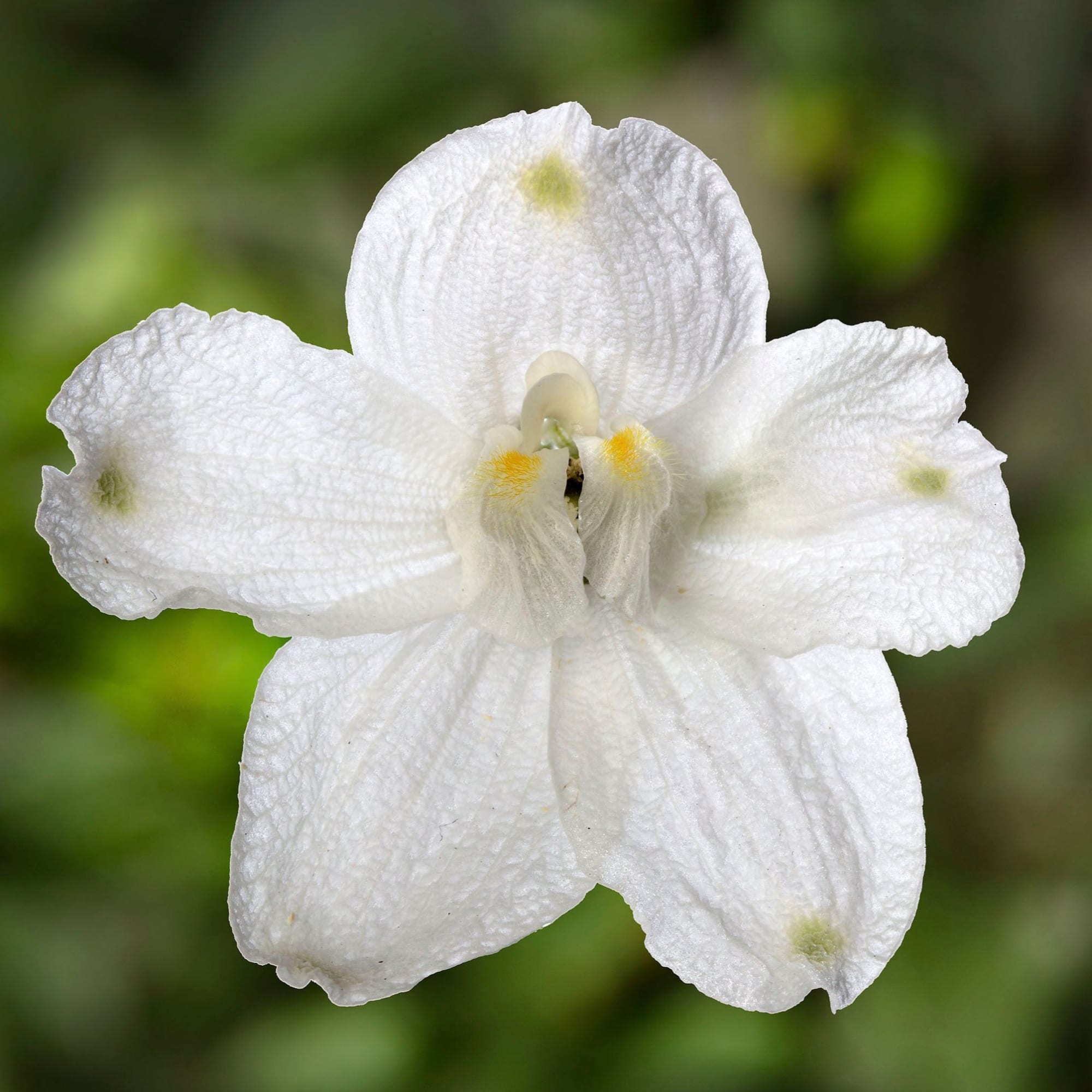 Hunky Dory™ White