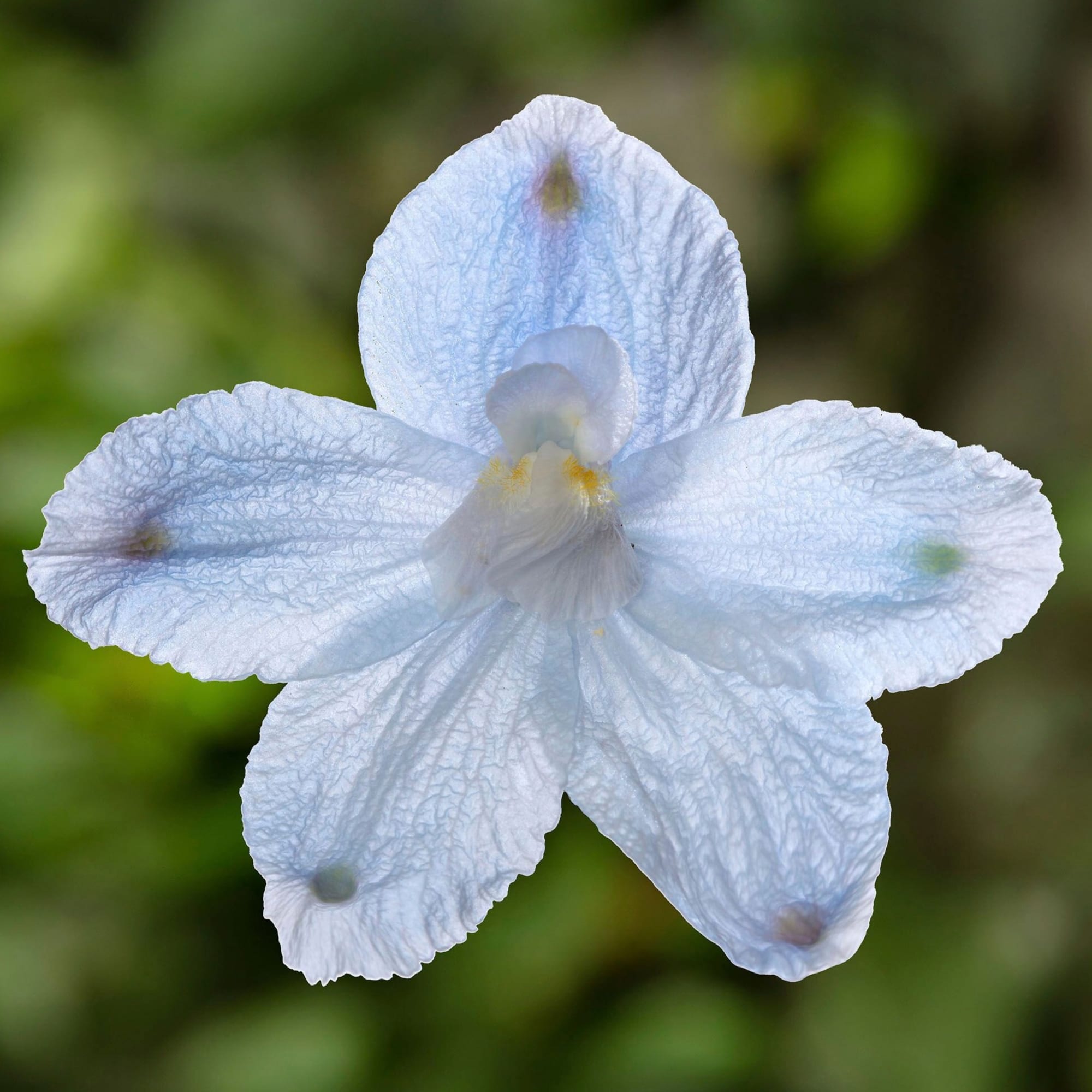 Hunky Dory™ Sky Blue
