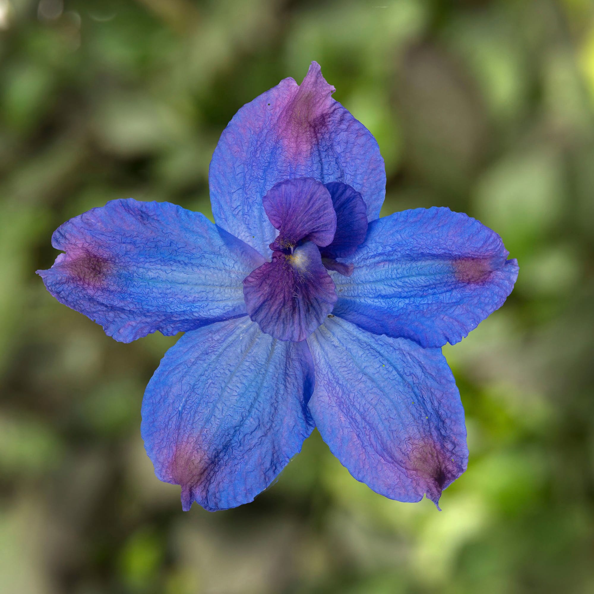 Hunky Dory™ Blue