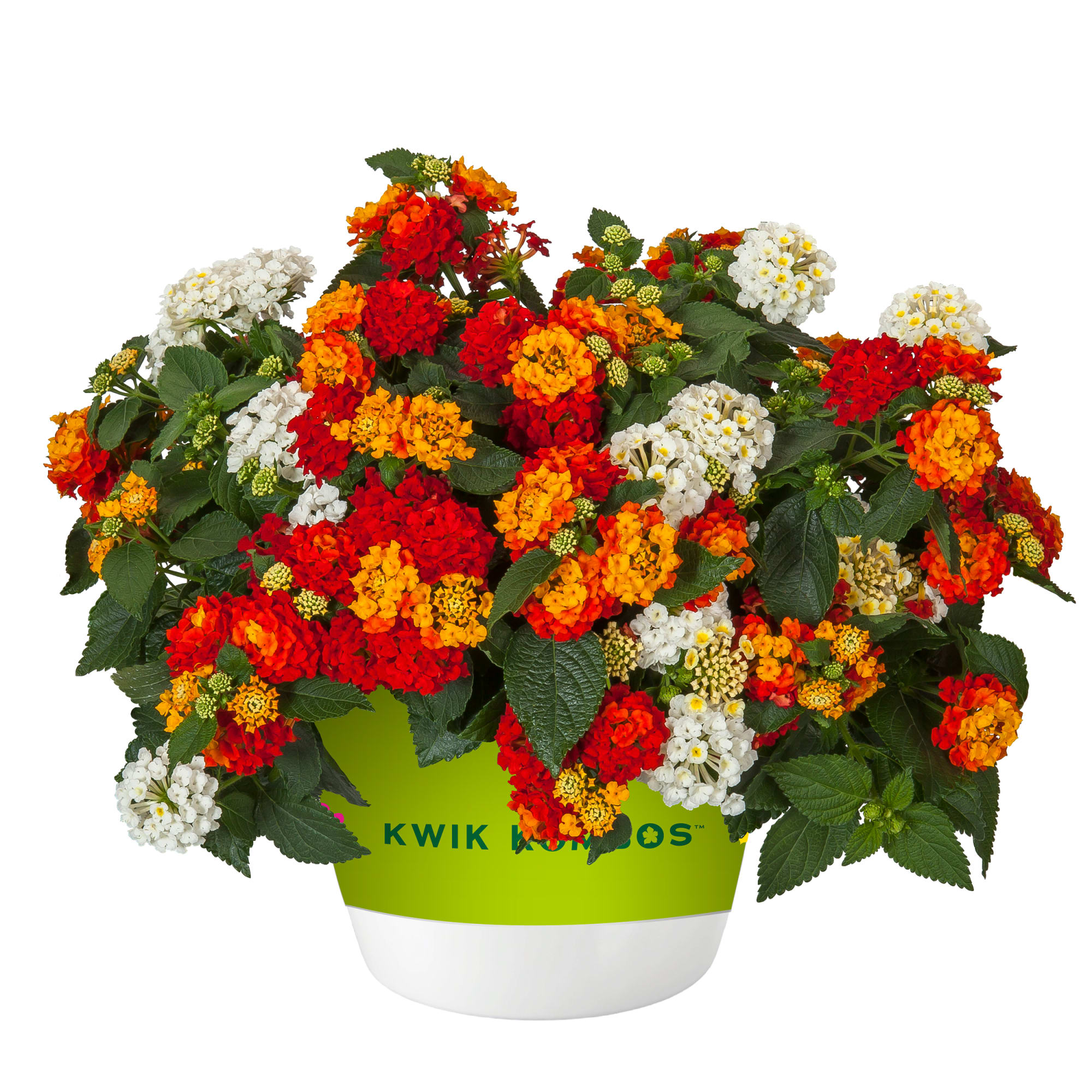 Bandolista™ Hot Chili™ Mix Imp. | Syngenta Flowers