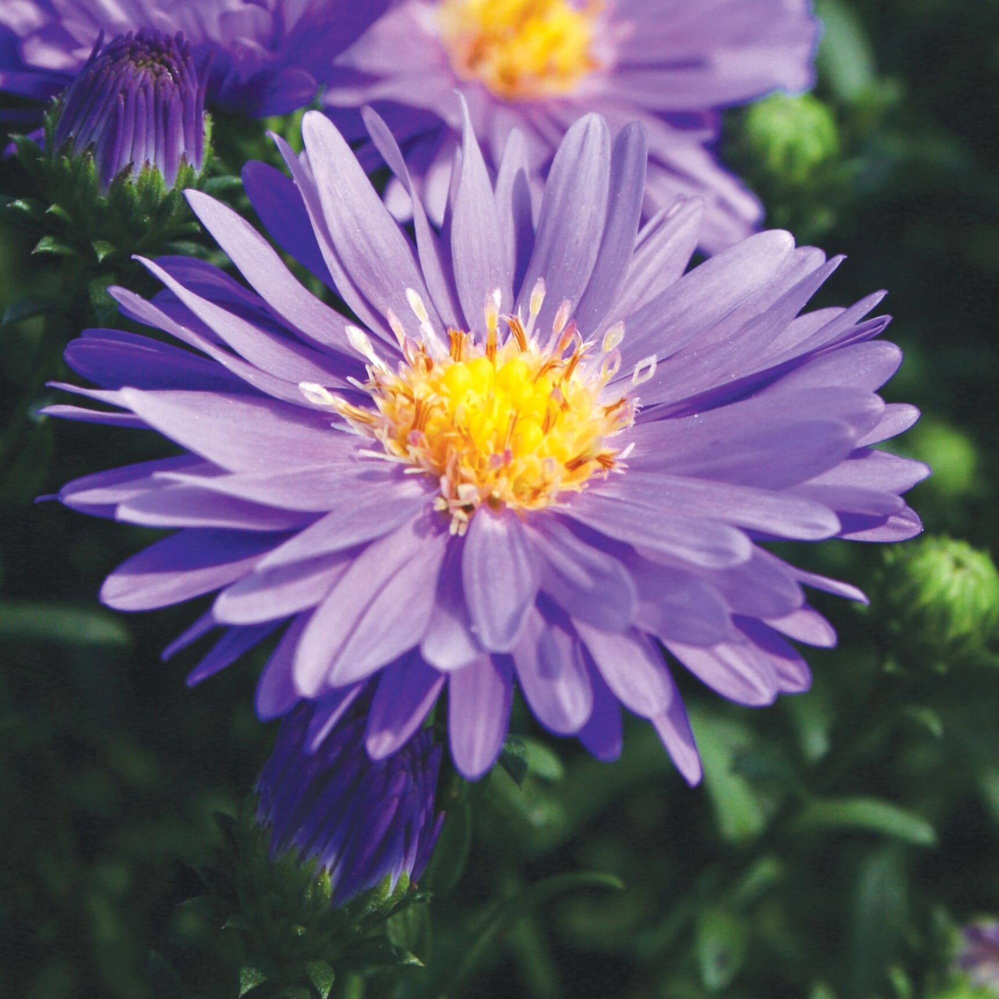 Dragon™ Blue | Syngenta Flowers