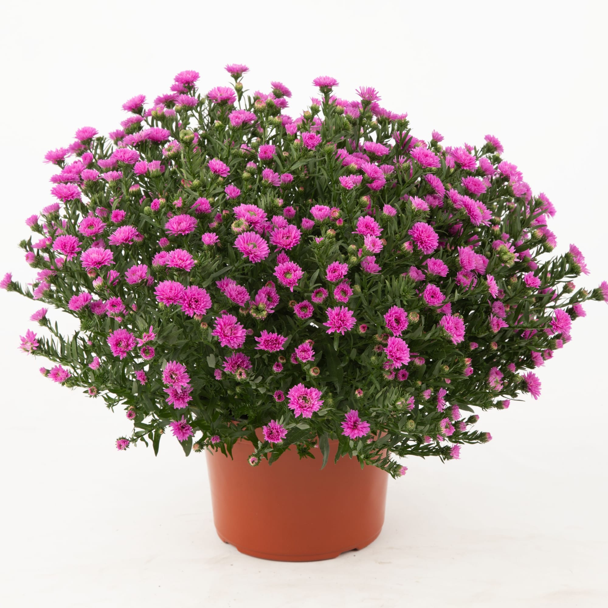 Henry™ III Pink