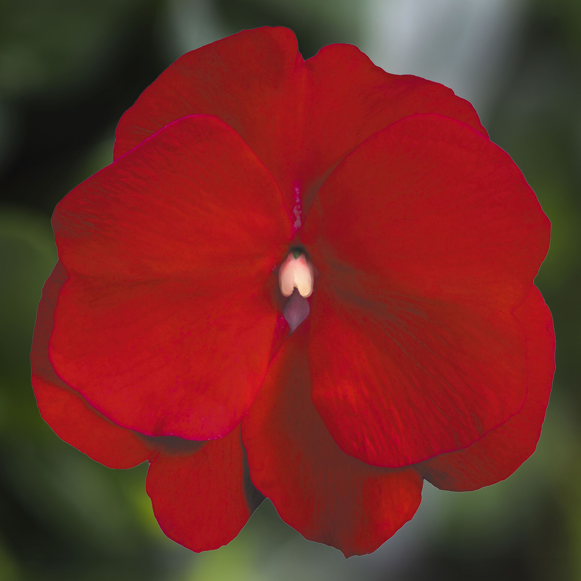 SONIA JOHNES フラワープリント トップス（サイズ4） Sonic® Red | Syngenta Flowers
