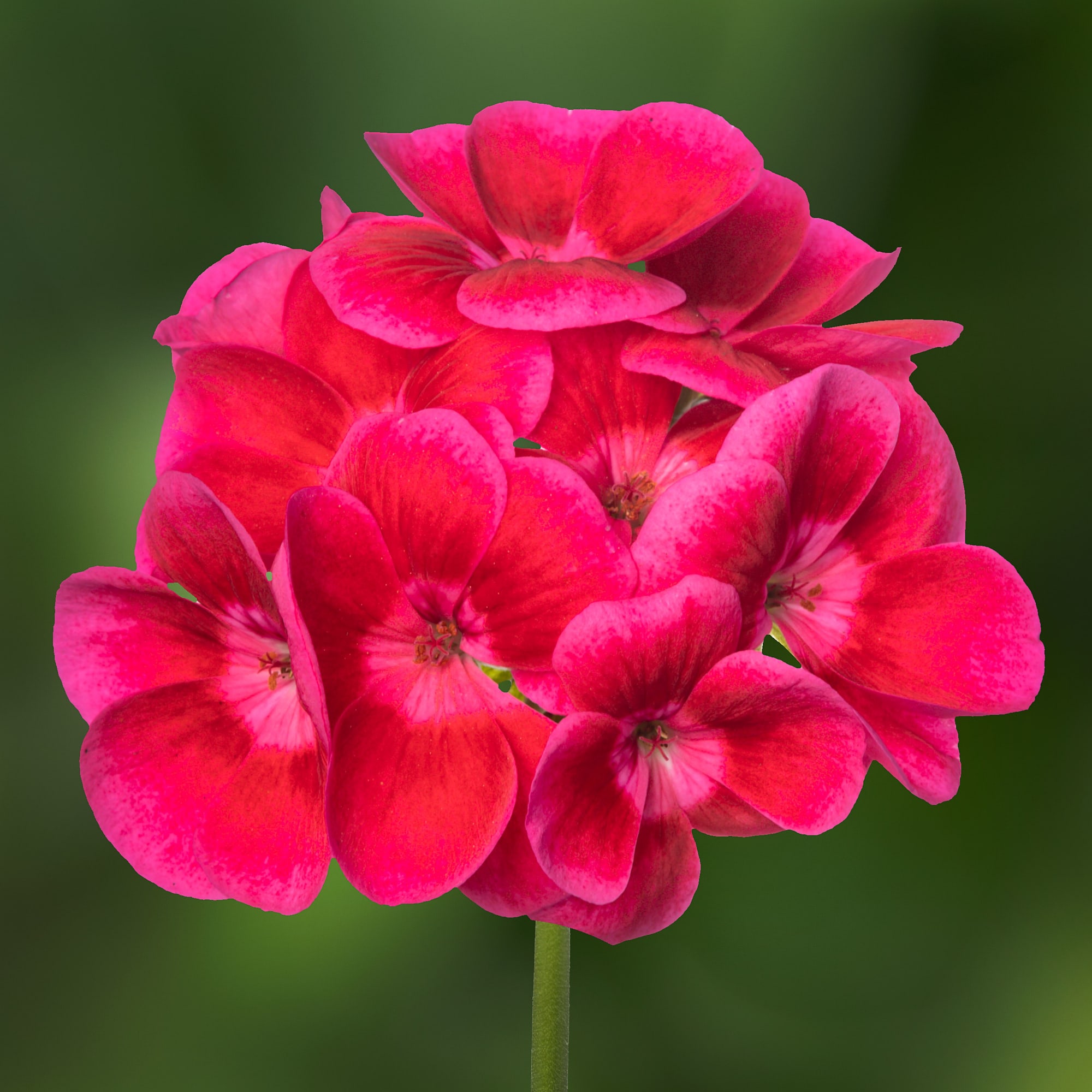 Pretty Little™ Pink Splash