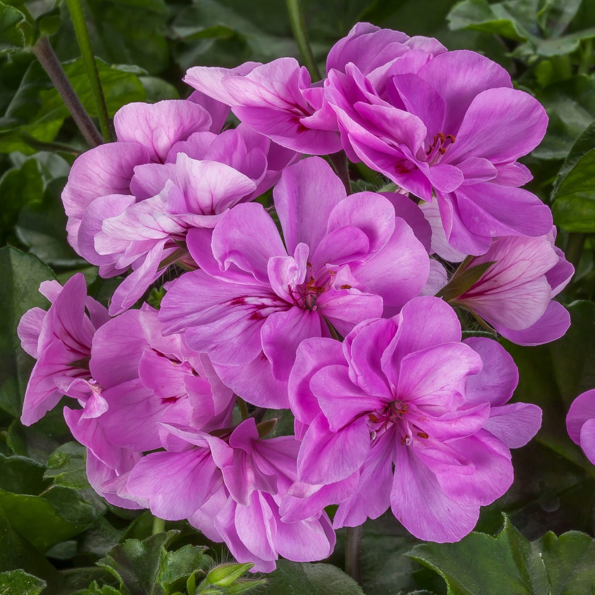 Ivy League™ Light Lavender