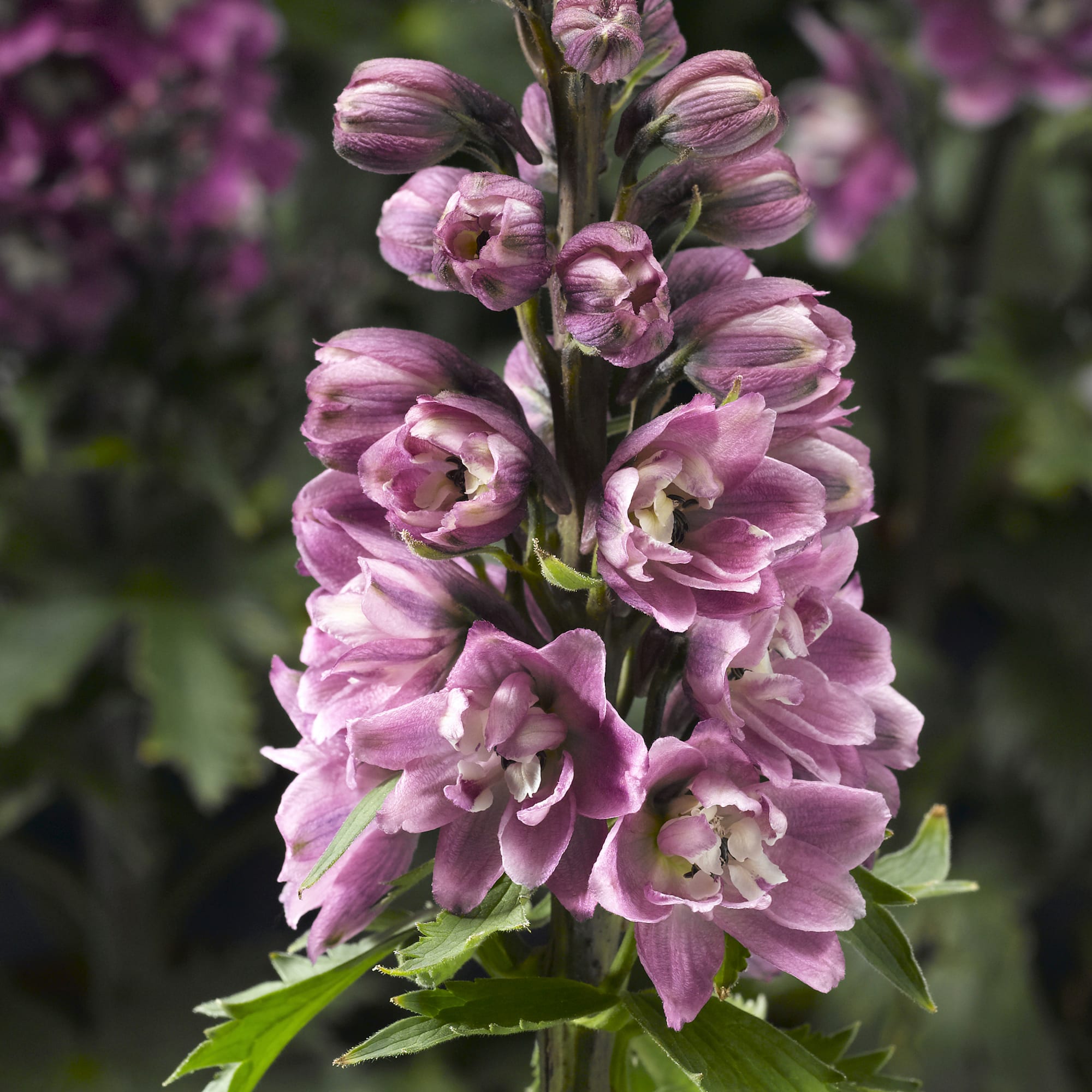 Delphina™ Pink White Bee