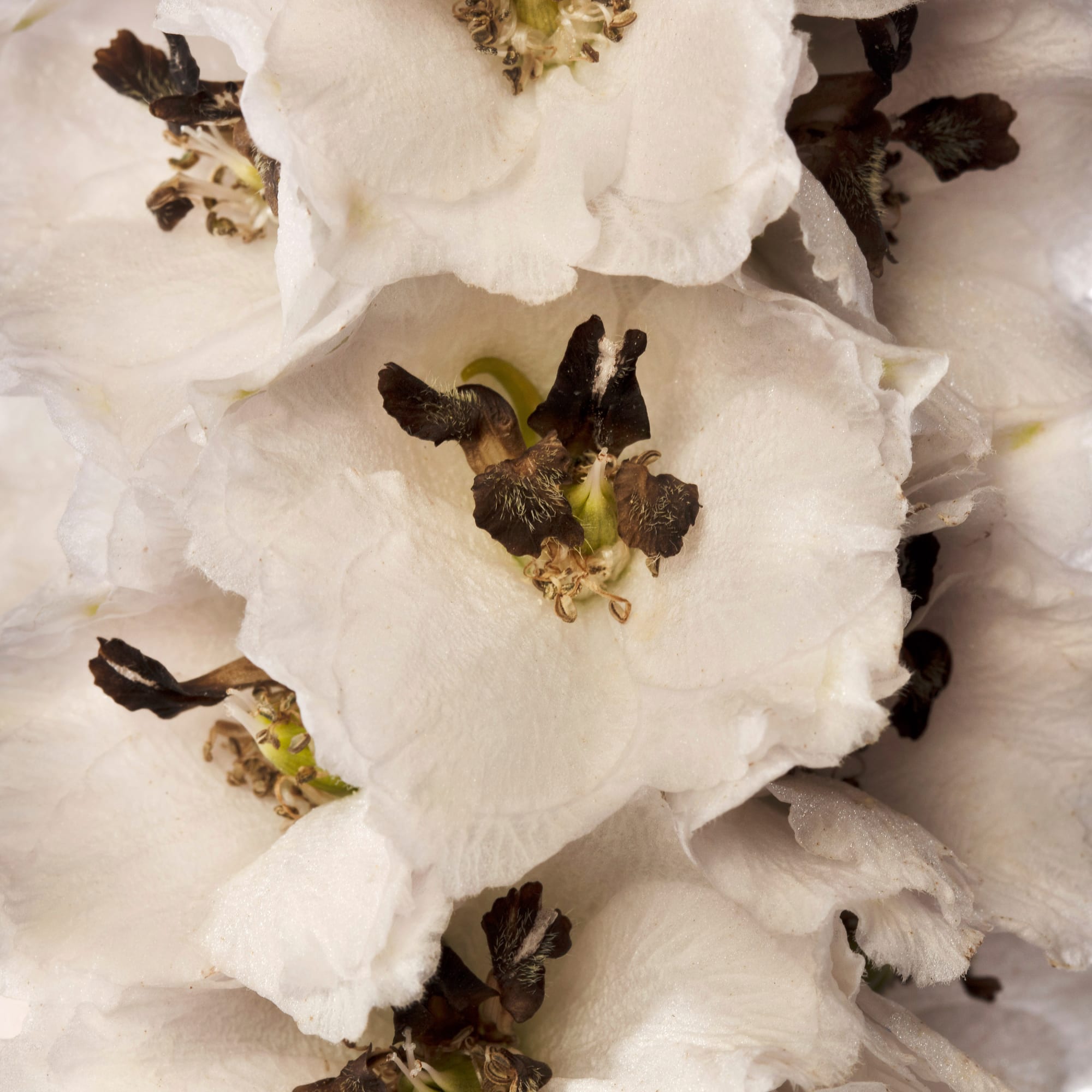 Delphina™ White Black Bee