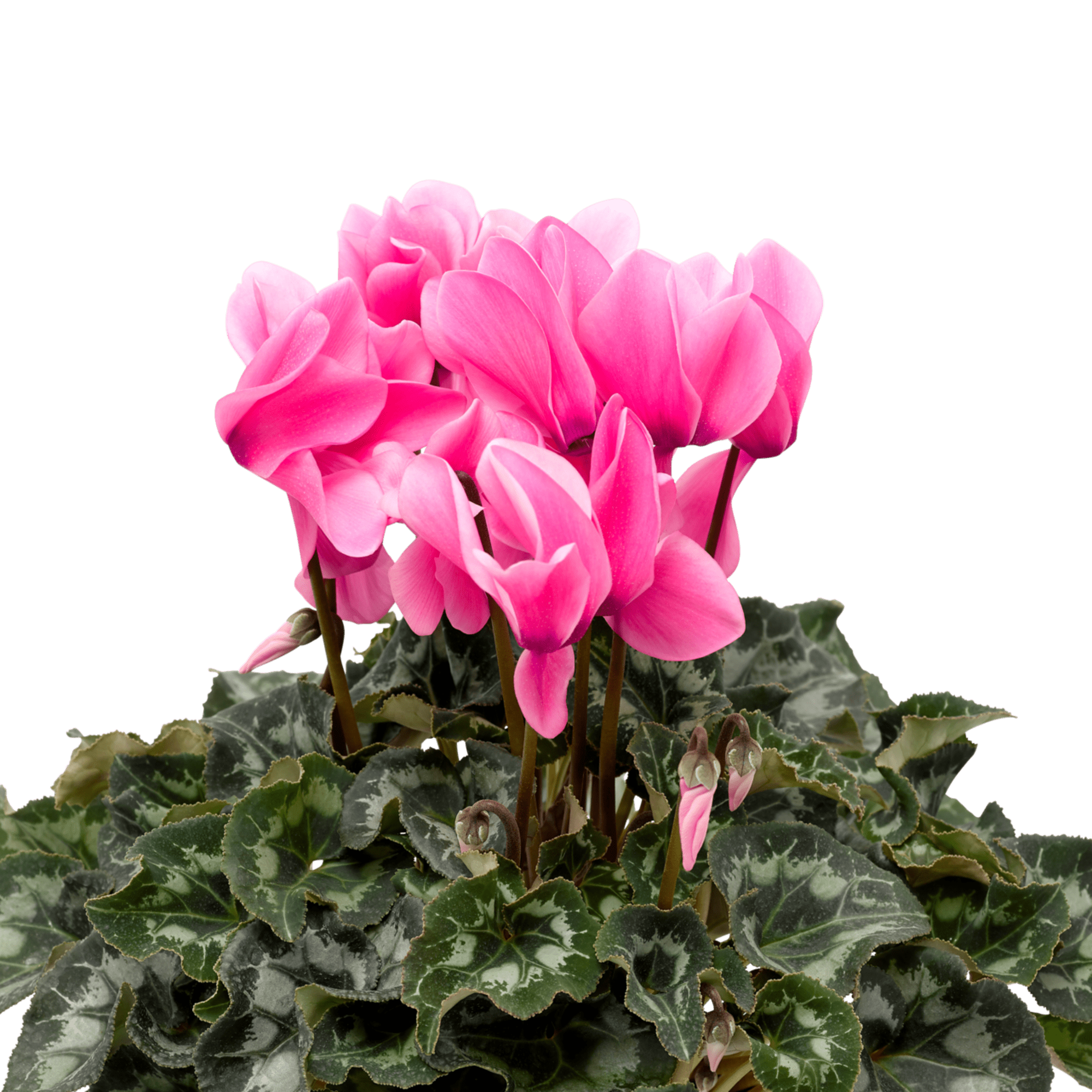 Sierra™ Synchro Pink