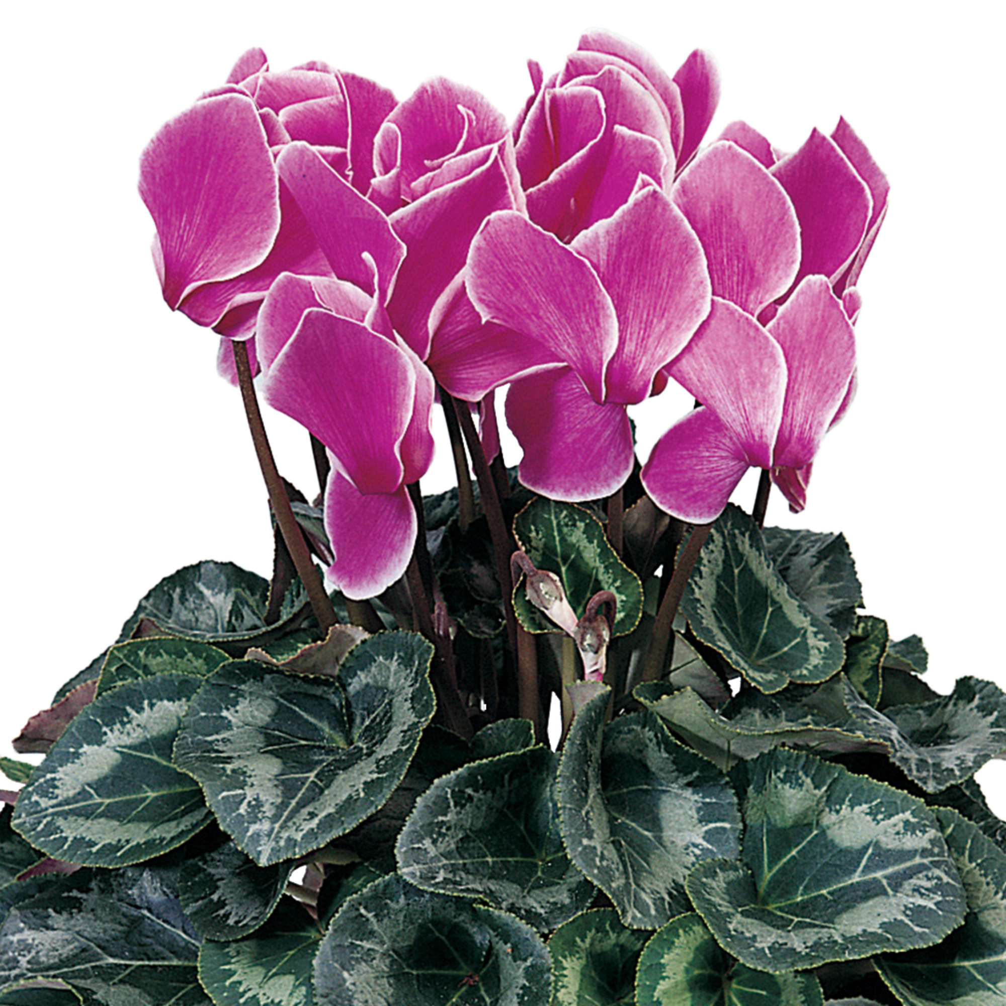 Sierra™ Synchro Purple Flame