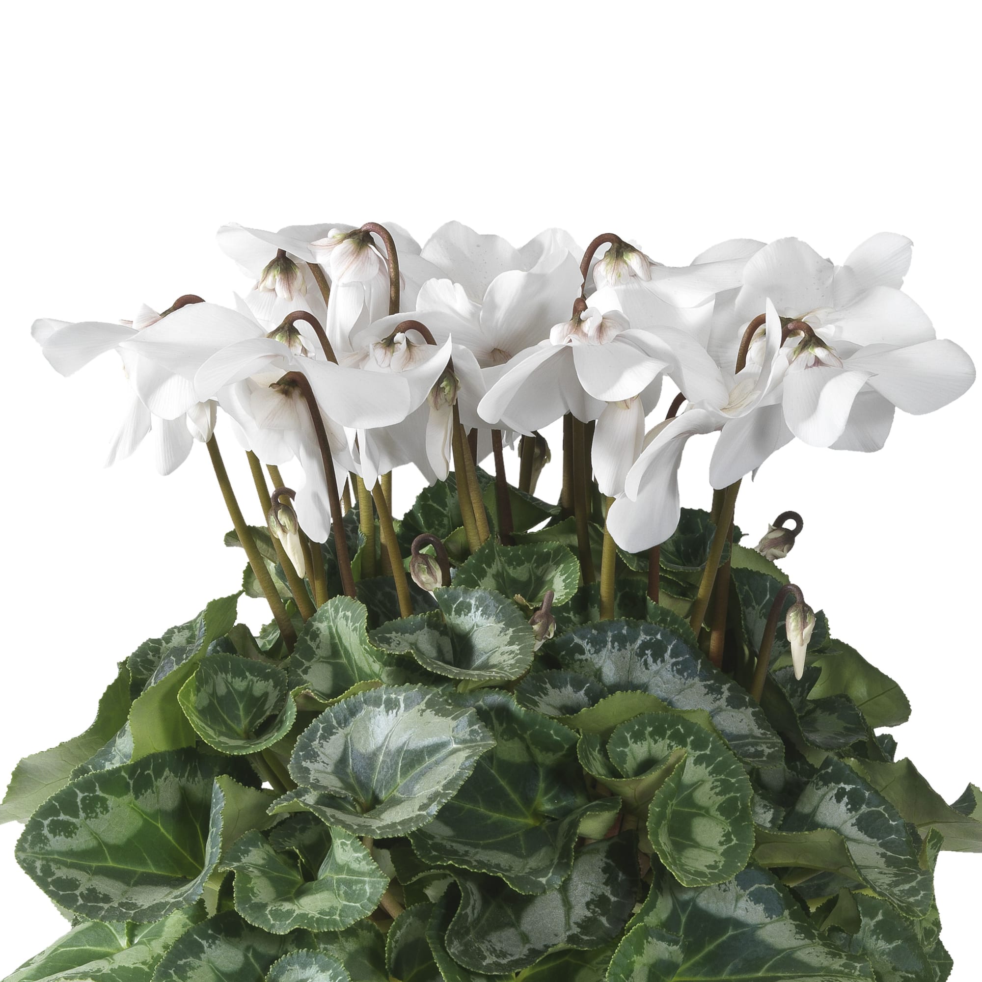 Fleur En Vogue™ White