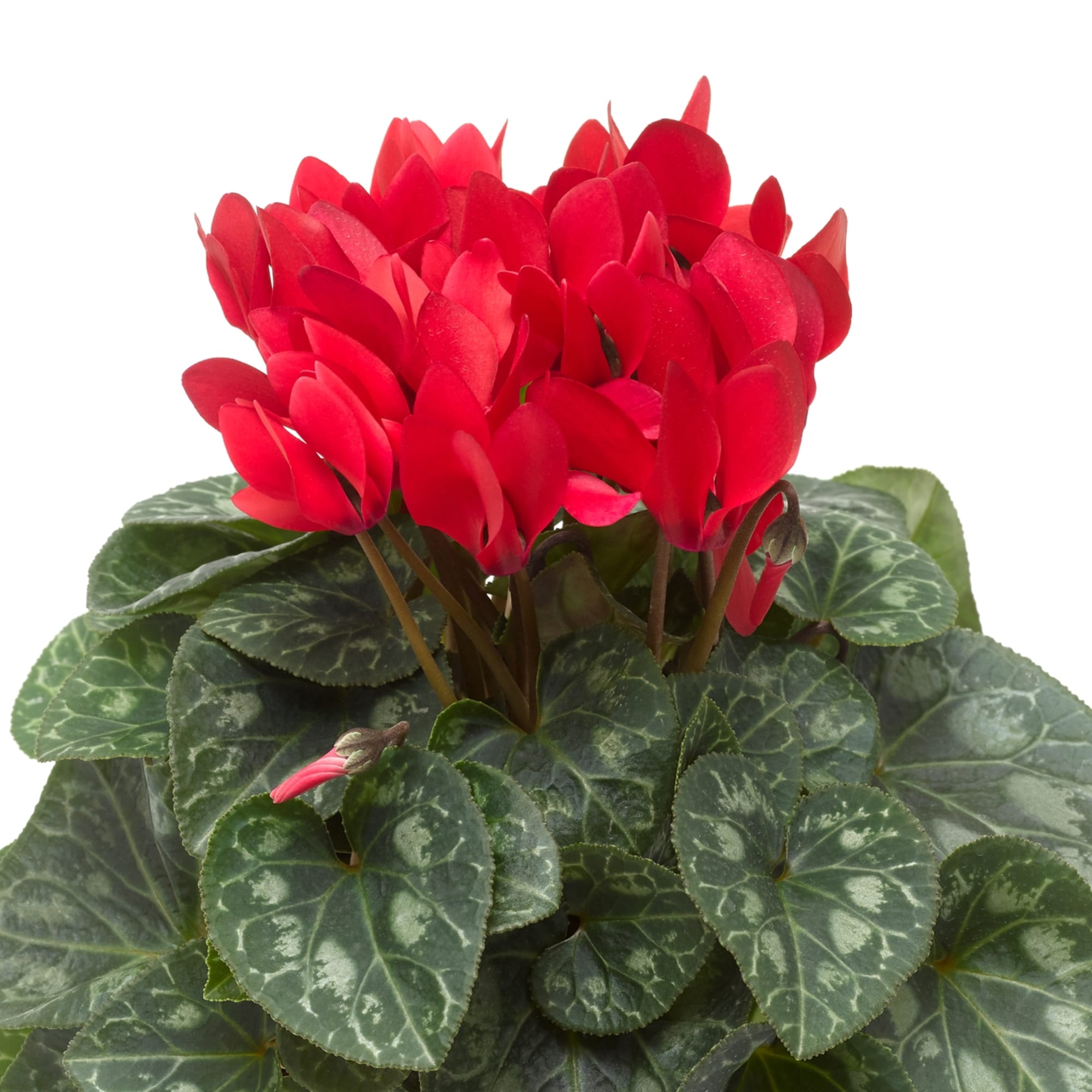 Winfall® Scarlet