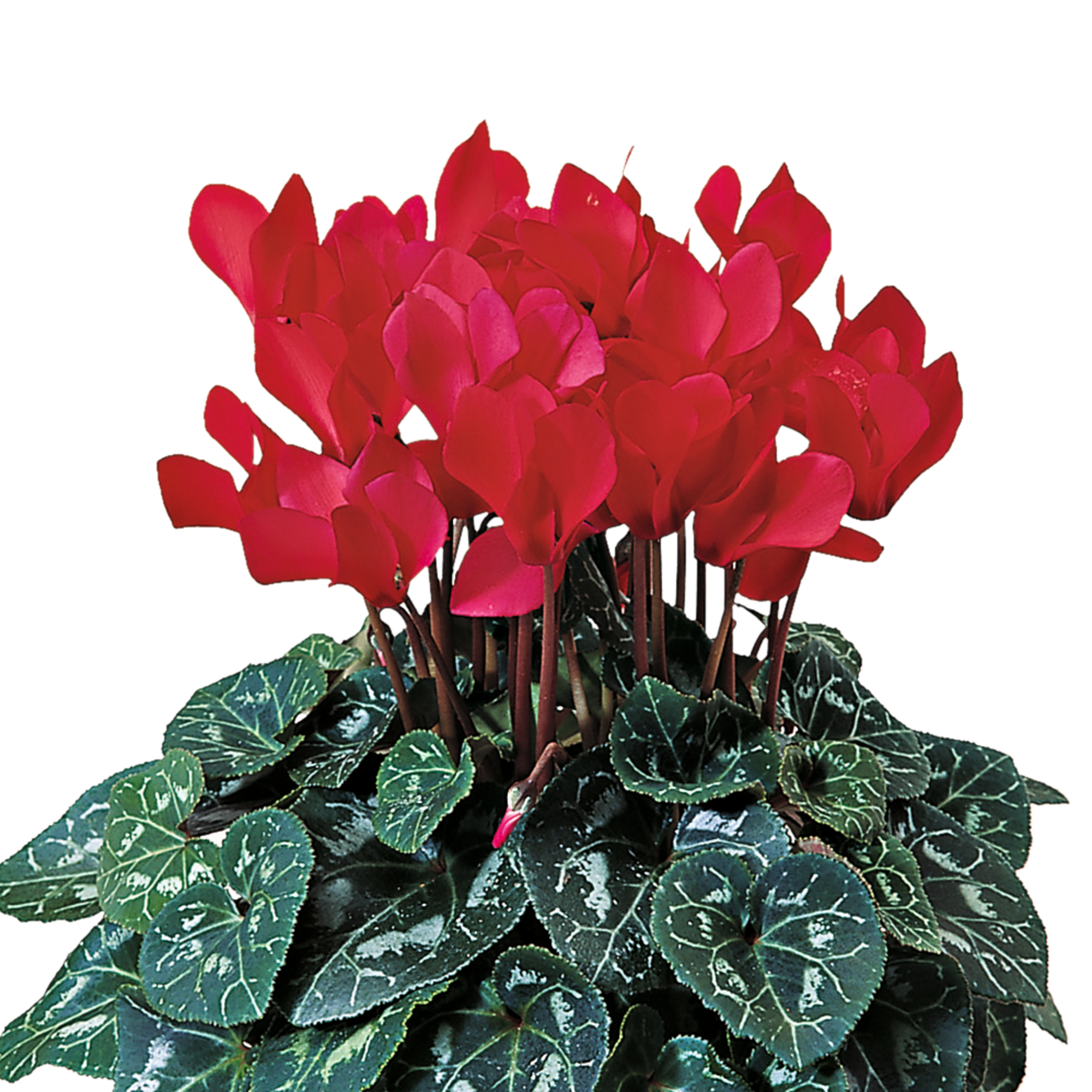 Laser™ Synchro Scarlet