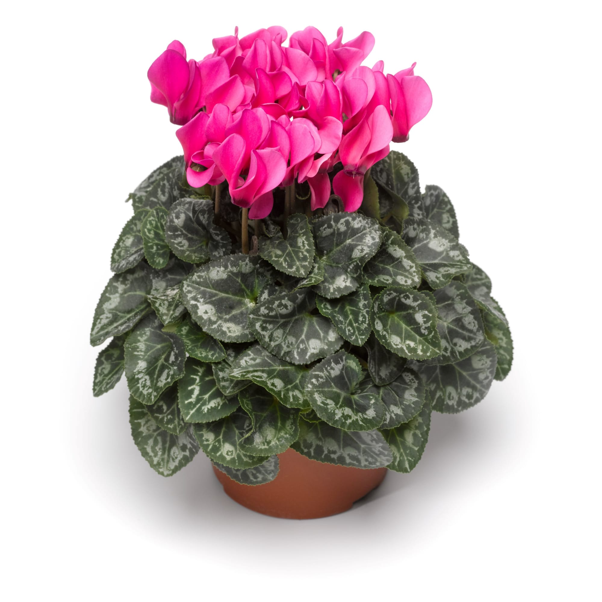 SeeWhy™ Deep Rose