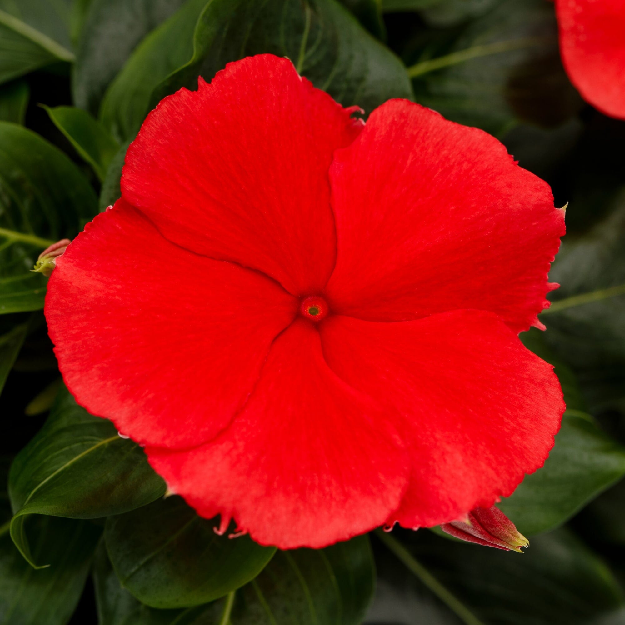 Nirvana® XDR Cranberry Halo | Syngenta Flowers