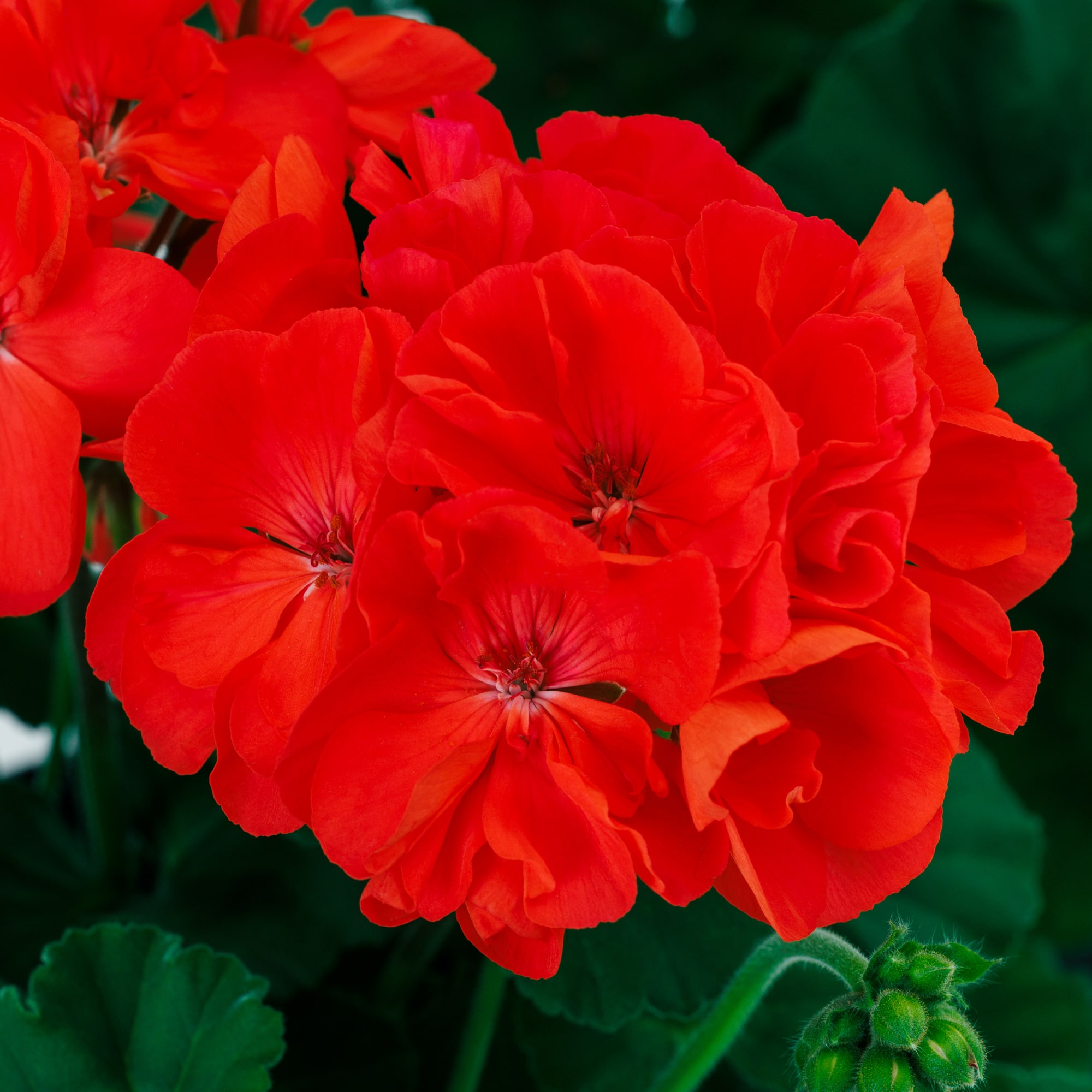Mantra™ Coral