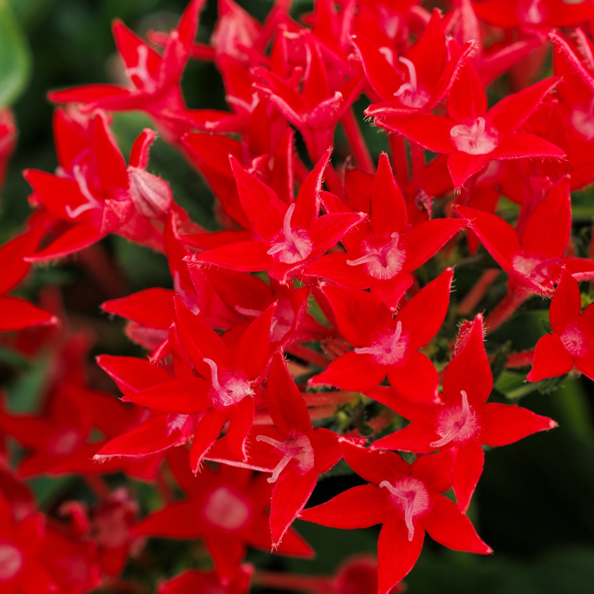 Starcluster™ Cascade Red Imp.