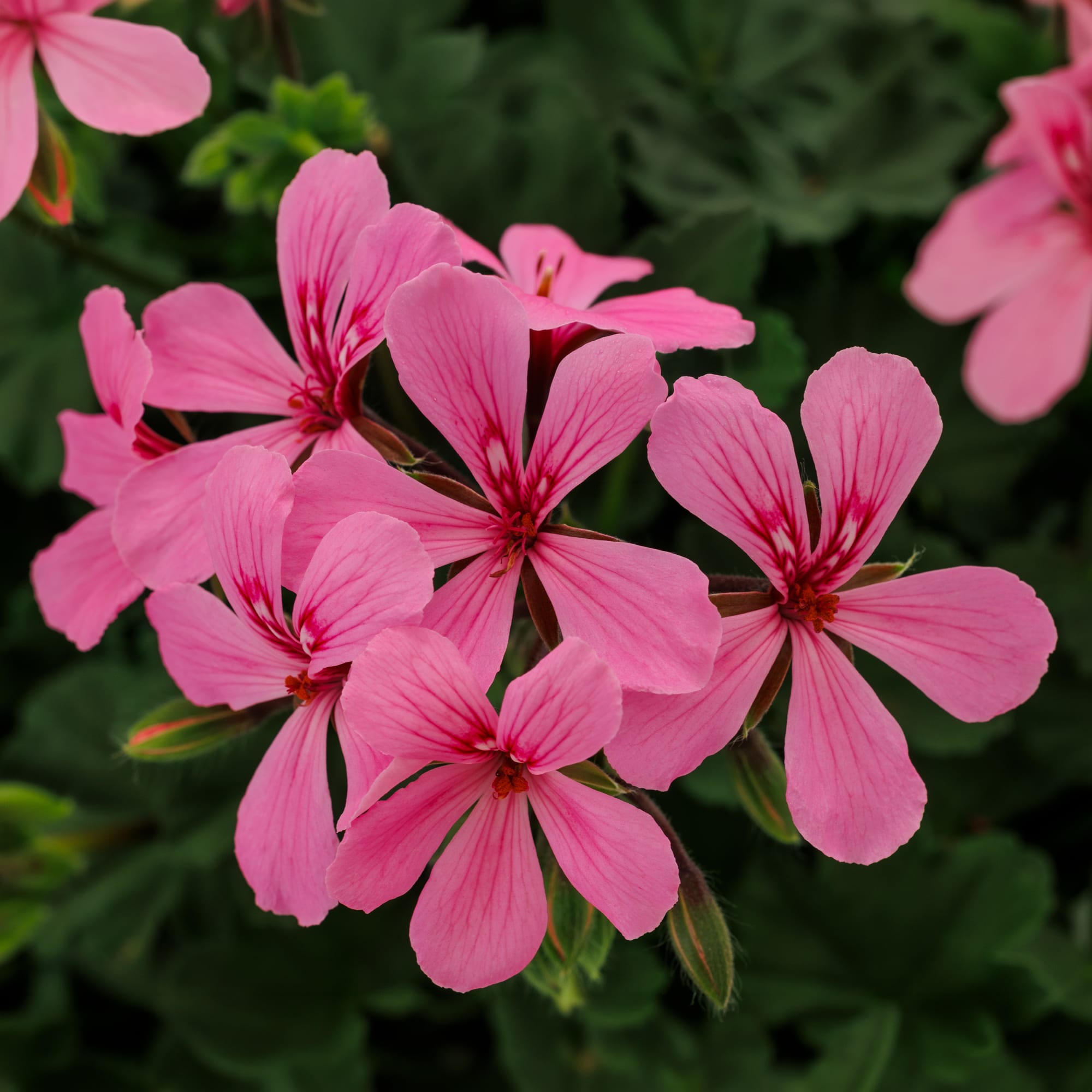 Caldera™ Pink Imp.