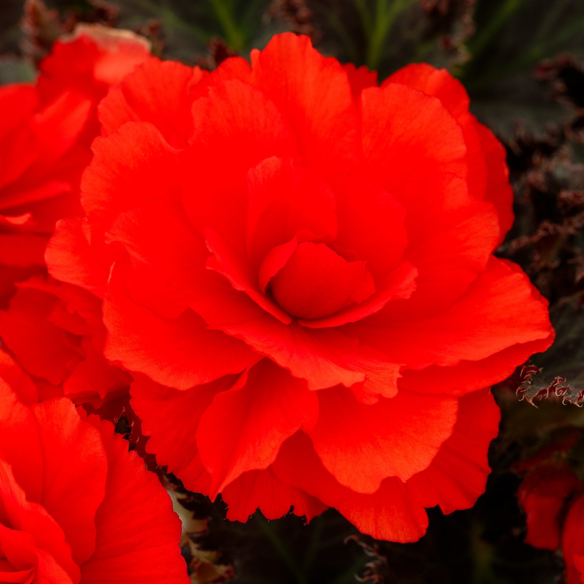 iCandy™ Red