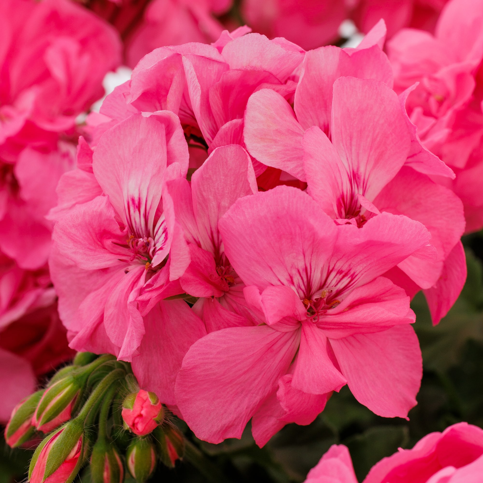 Calliope® Cascade Pink