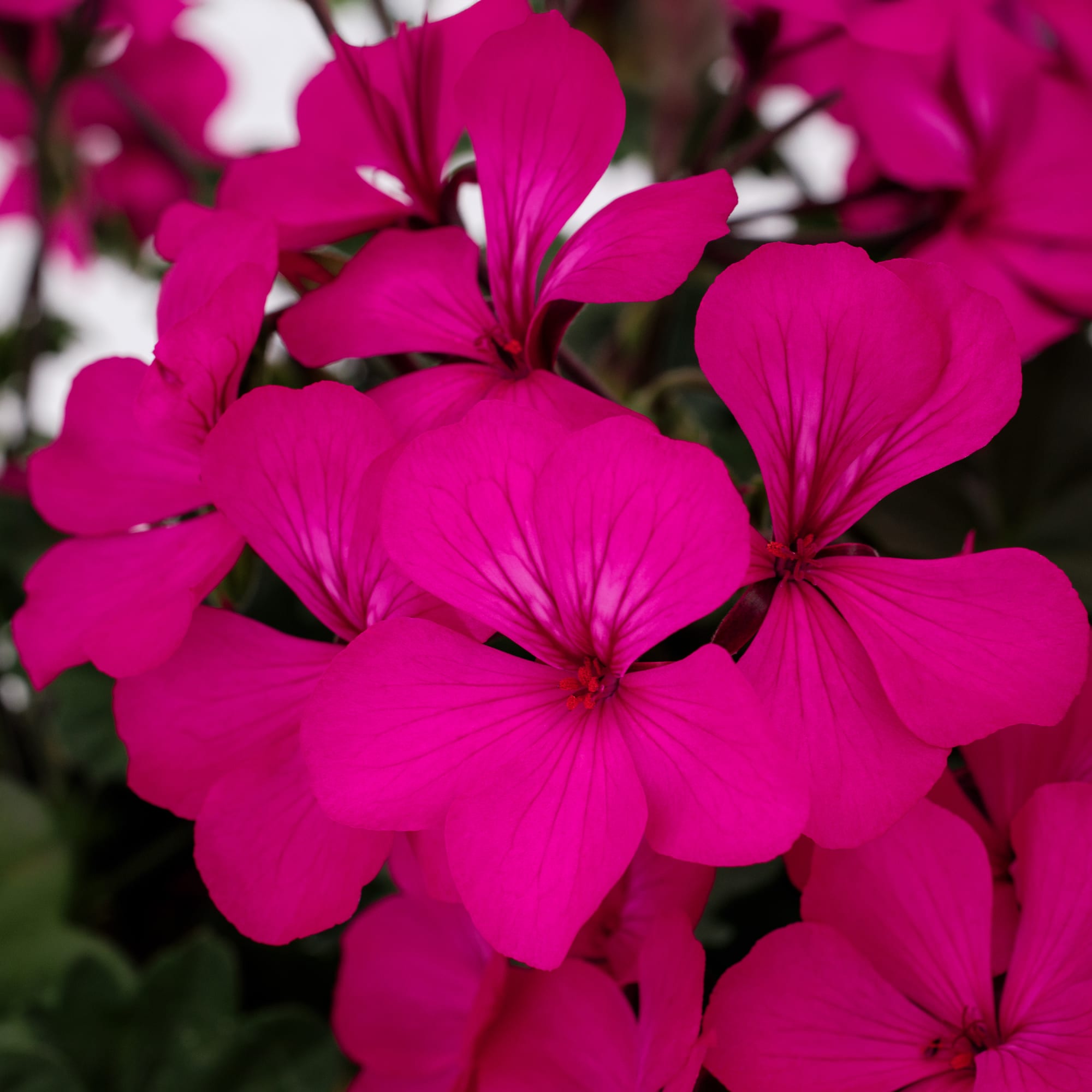 Caldera™ Violet