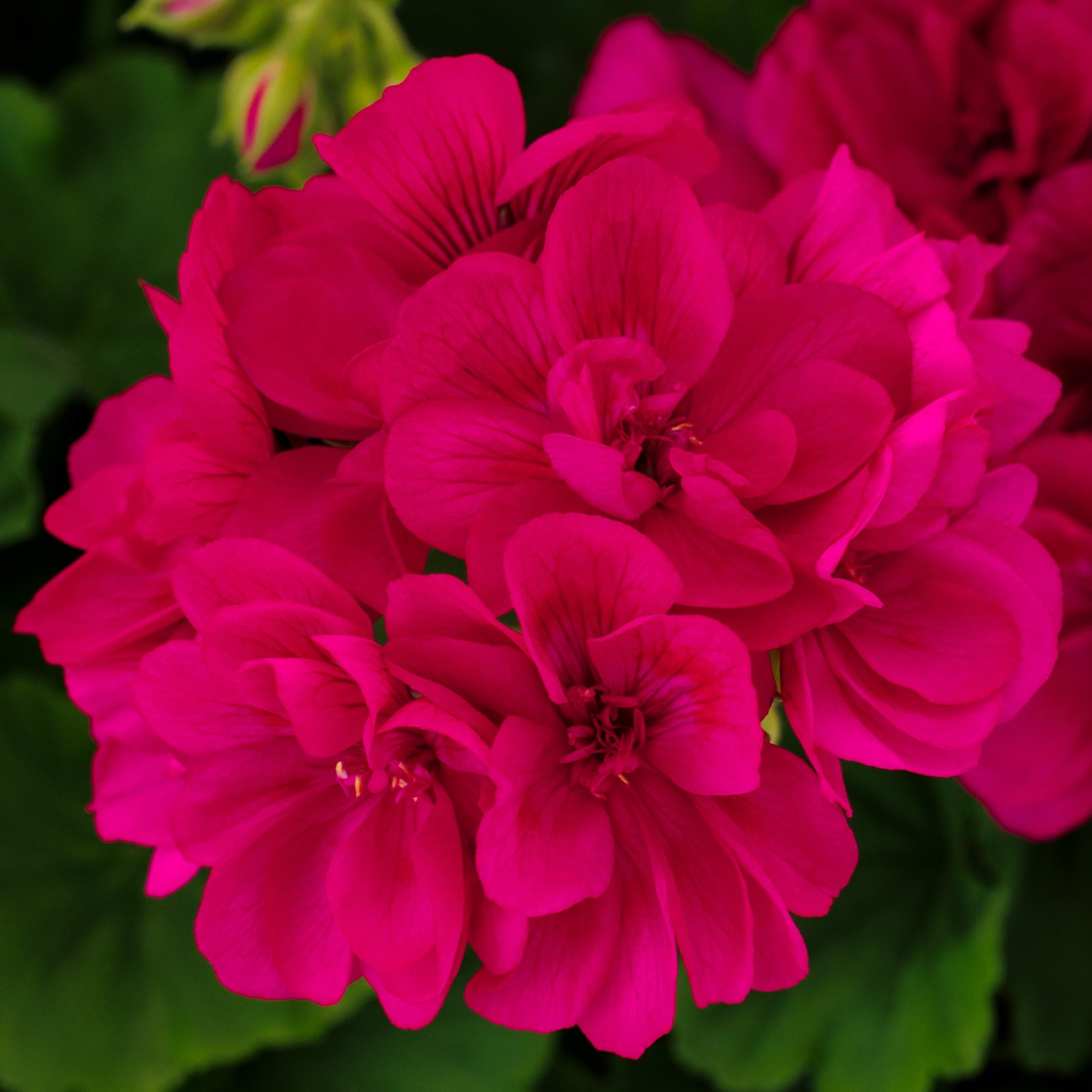 Calliope® Medium Violet Imp.