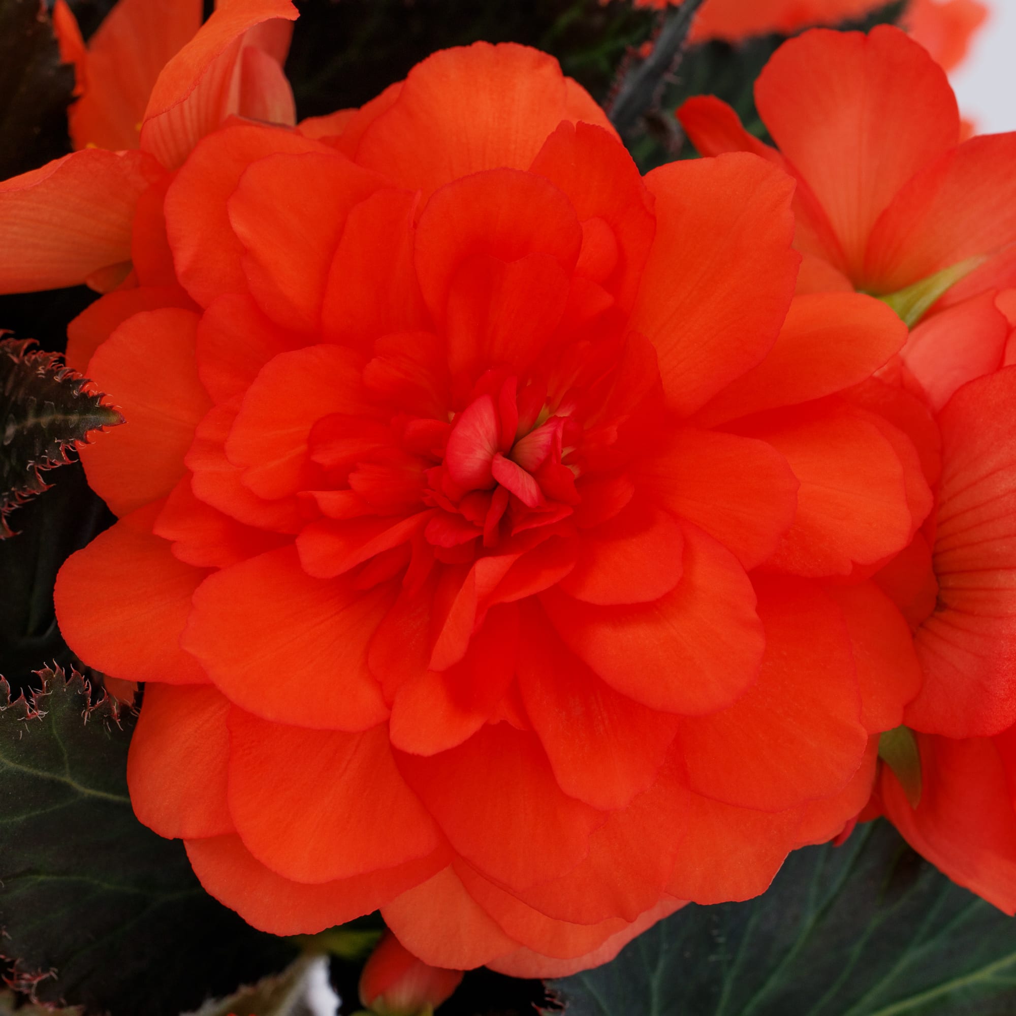 iCandy™ Sweet Coral