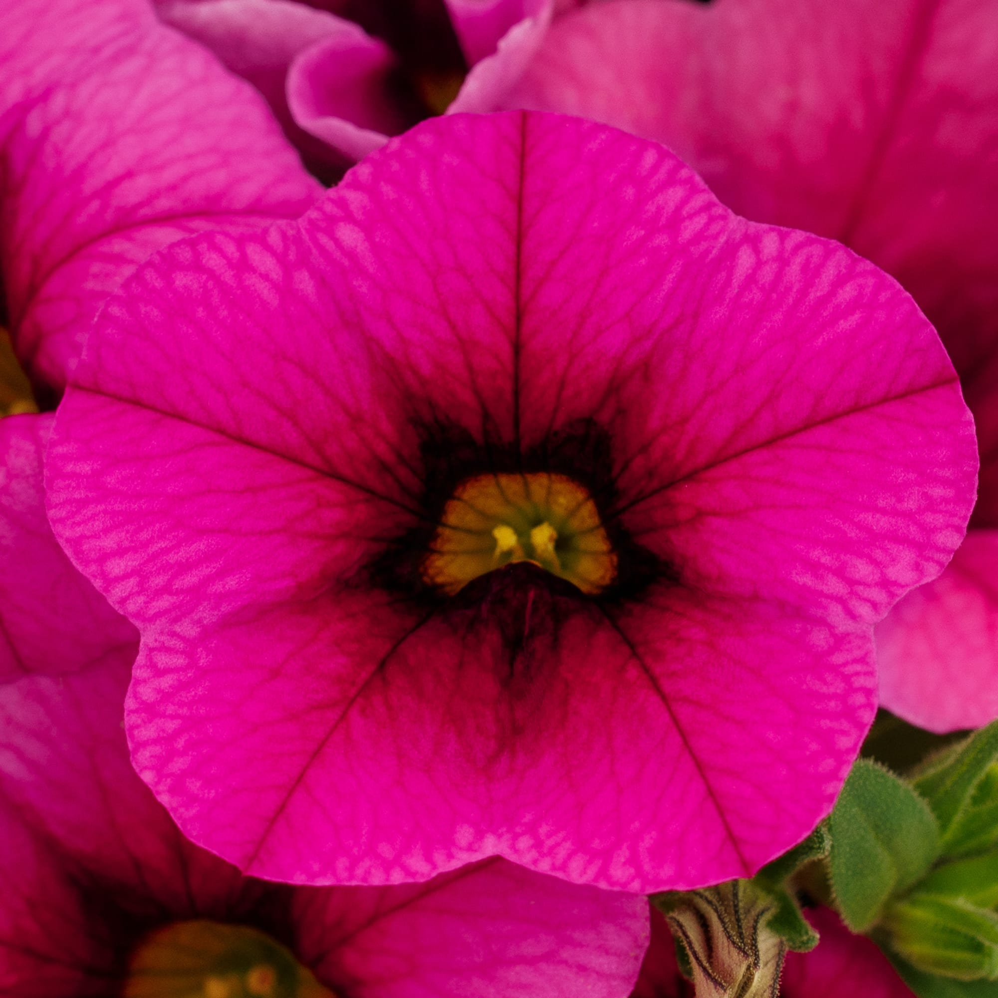 Cabrio™ Dark Pink