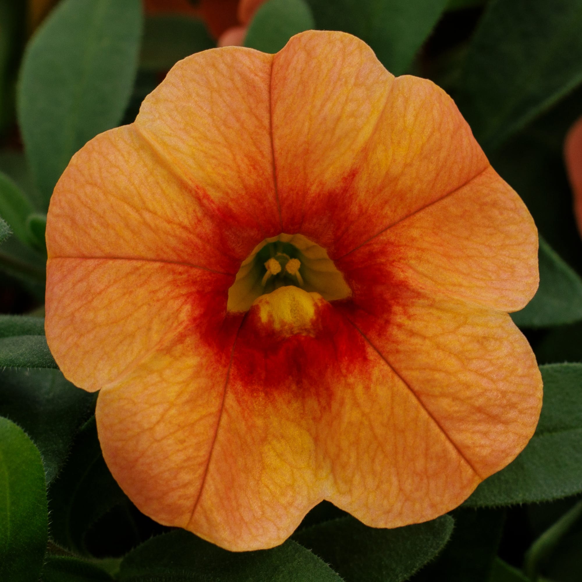 Callie® Apricot Imp.