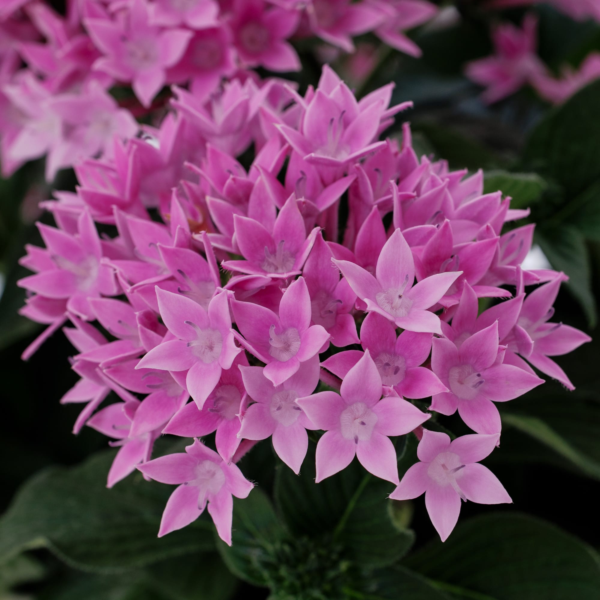 Starcluster™ Cascade Lavender
