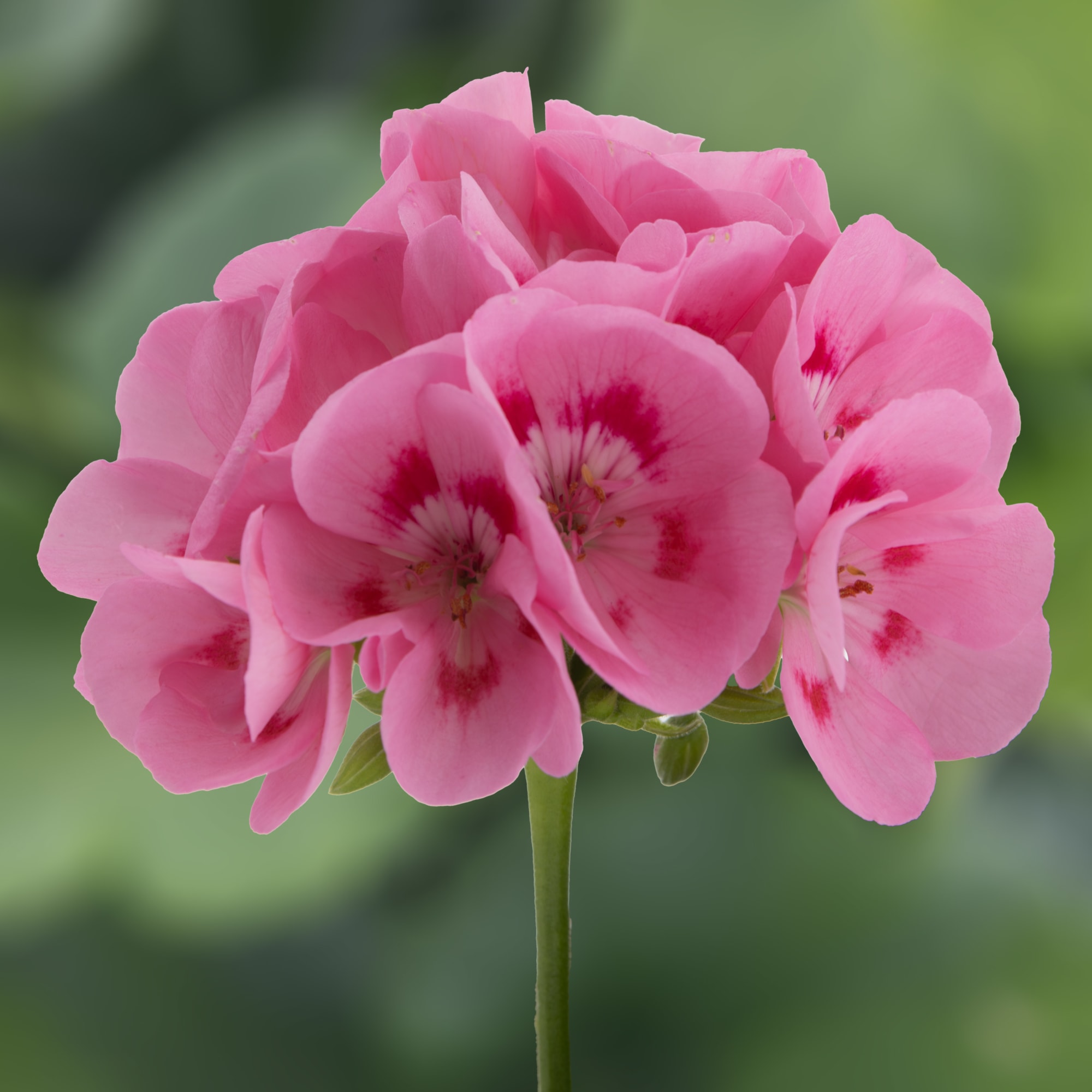 Pretty Little™ Sweet Pink