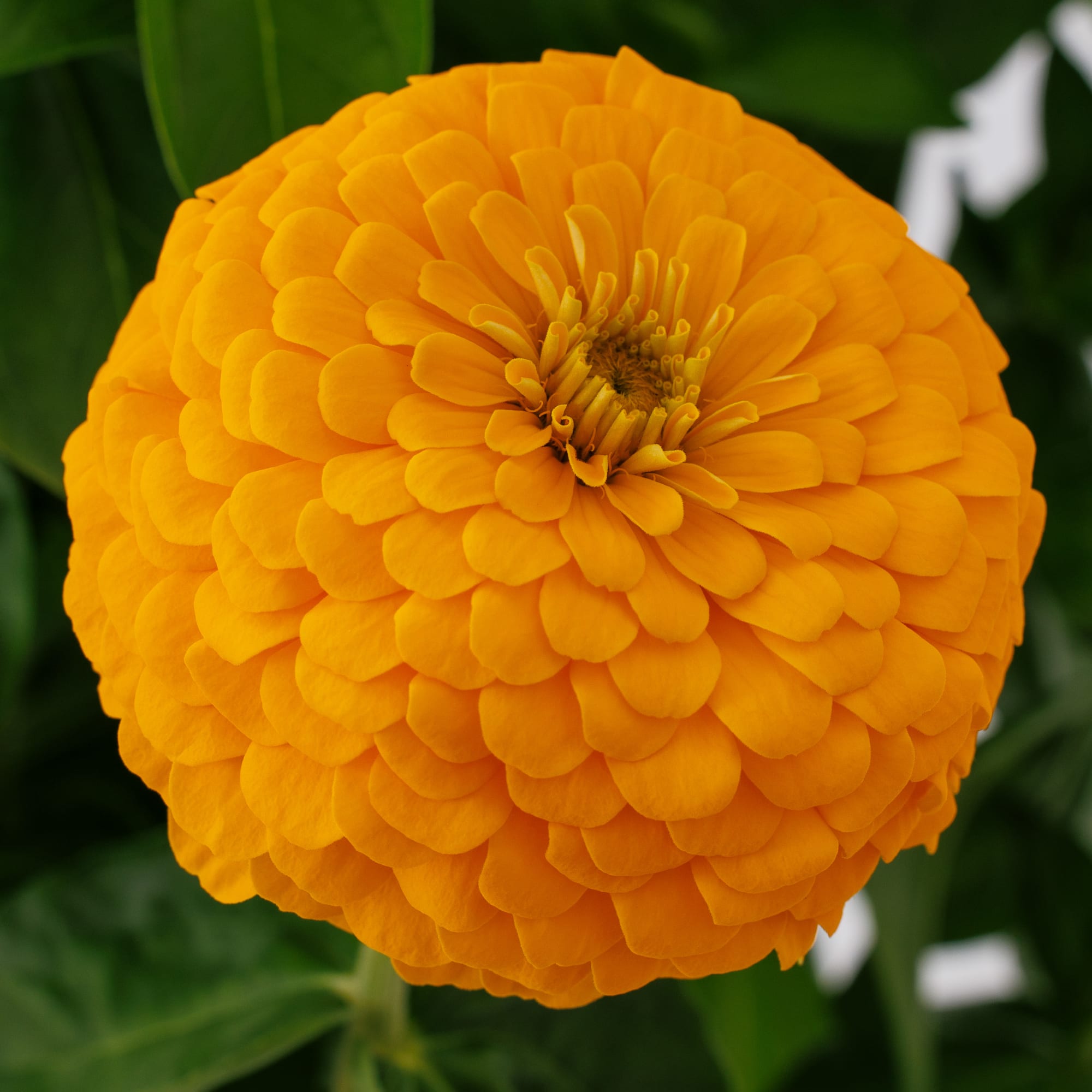 ローズねーさん Uproar™ Rose | Syngenta Flowers