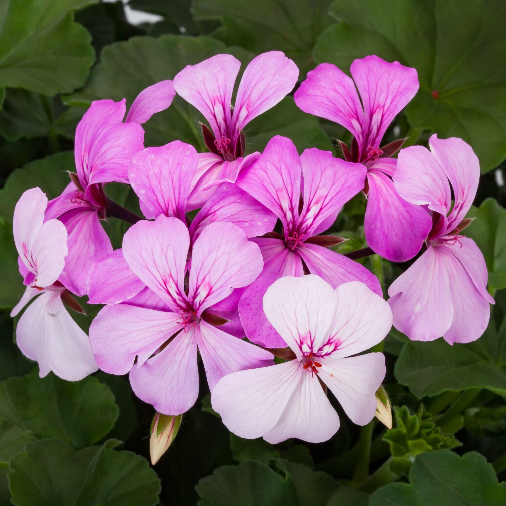 Caldera™ Lavender Glow