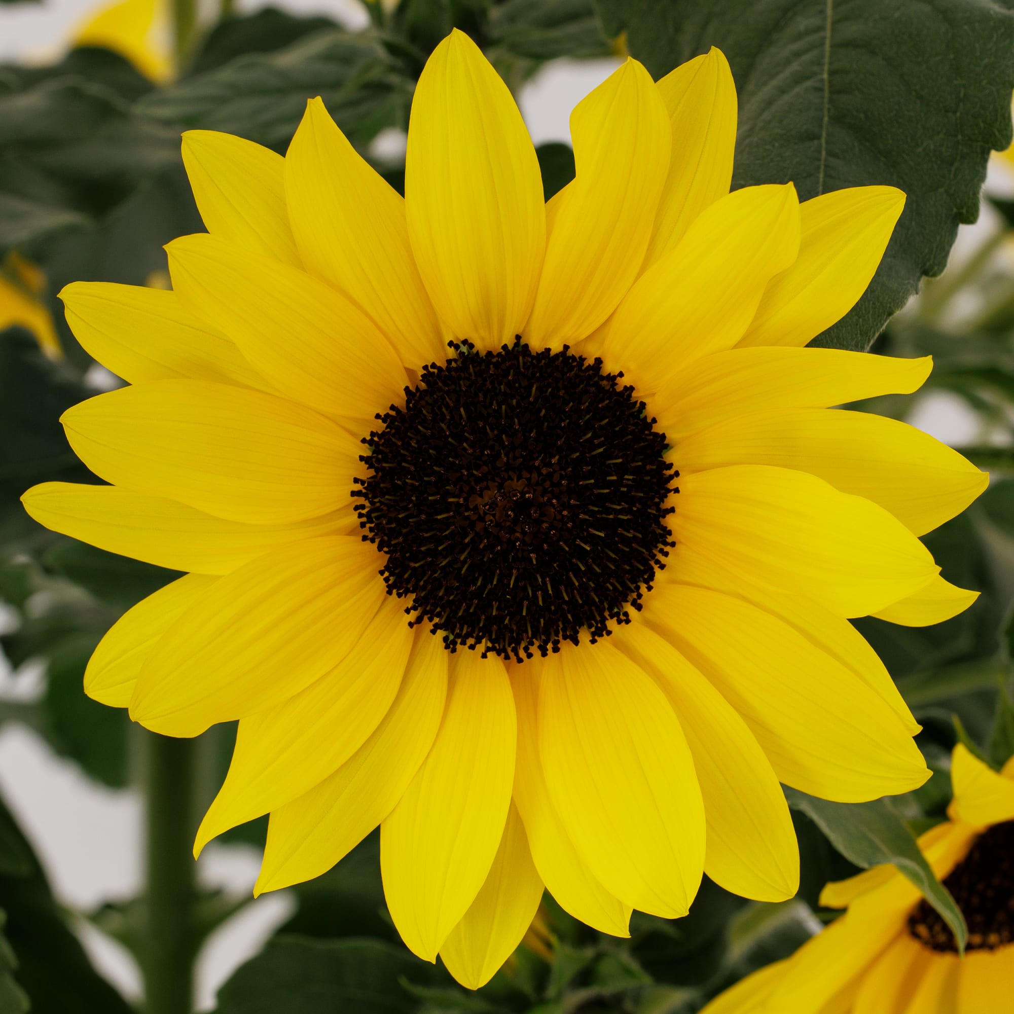 Sunfinity® Yellow Dark Center Imp
