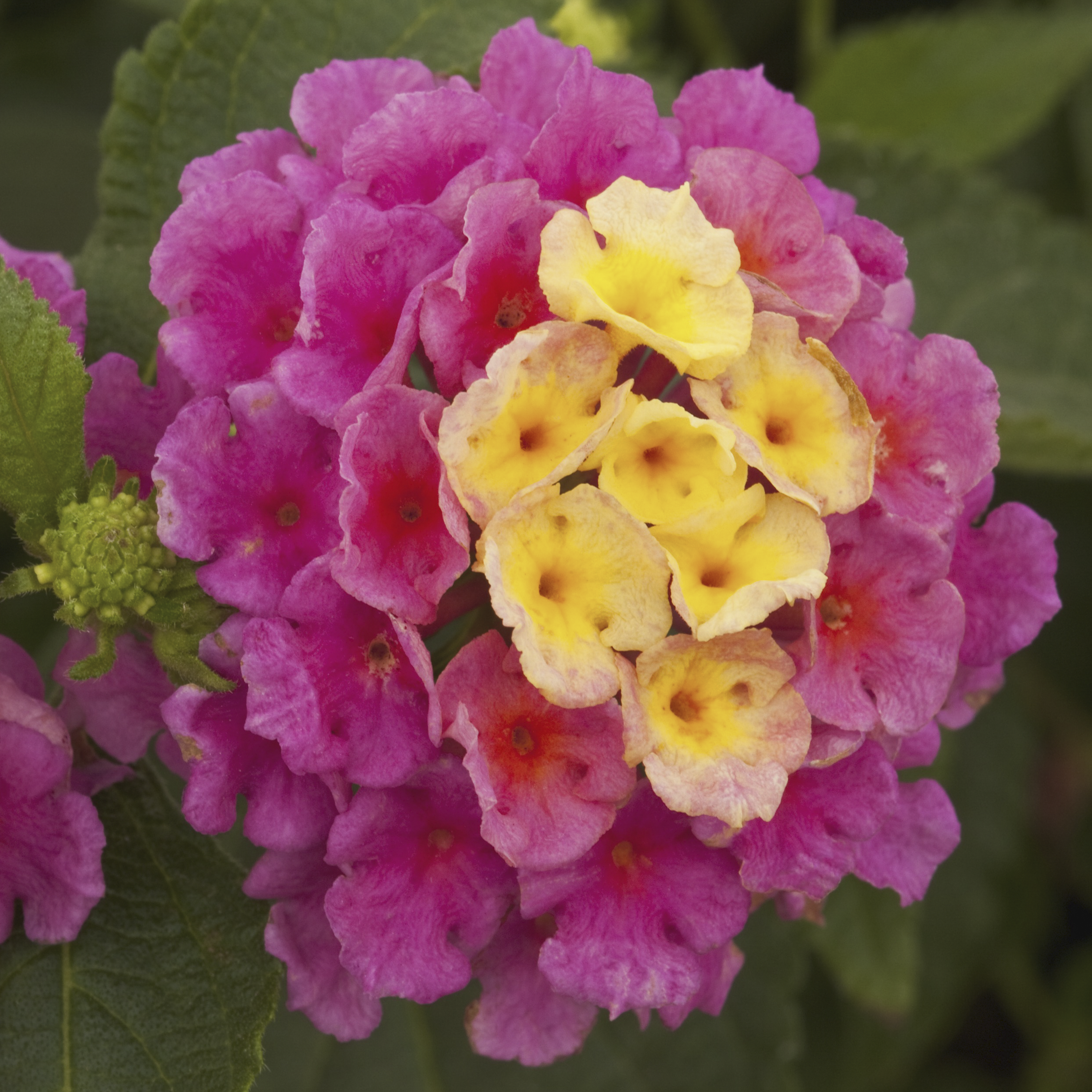 Landscape Bandana® Pink | Syngenta Flowers