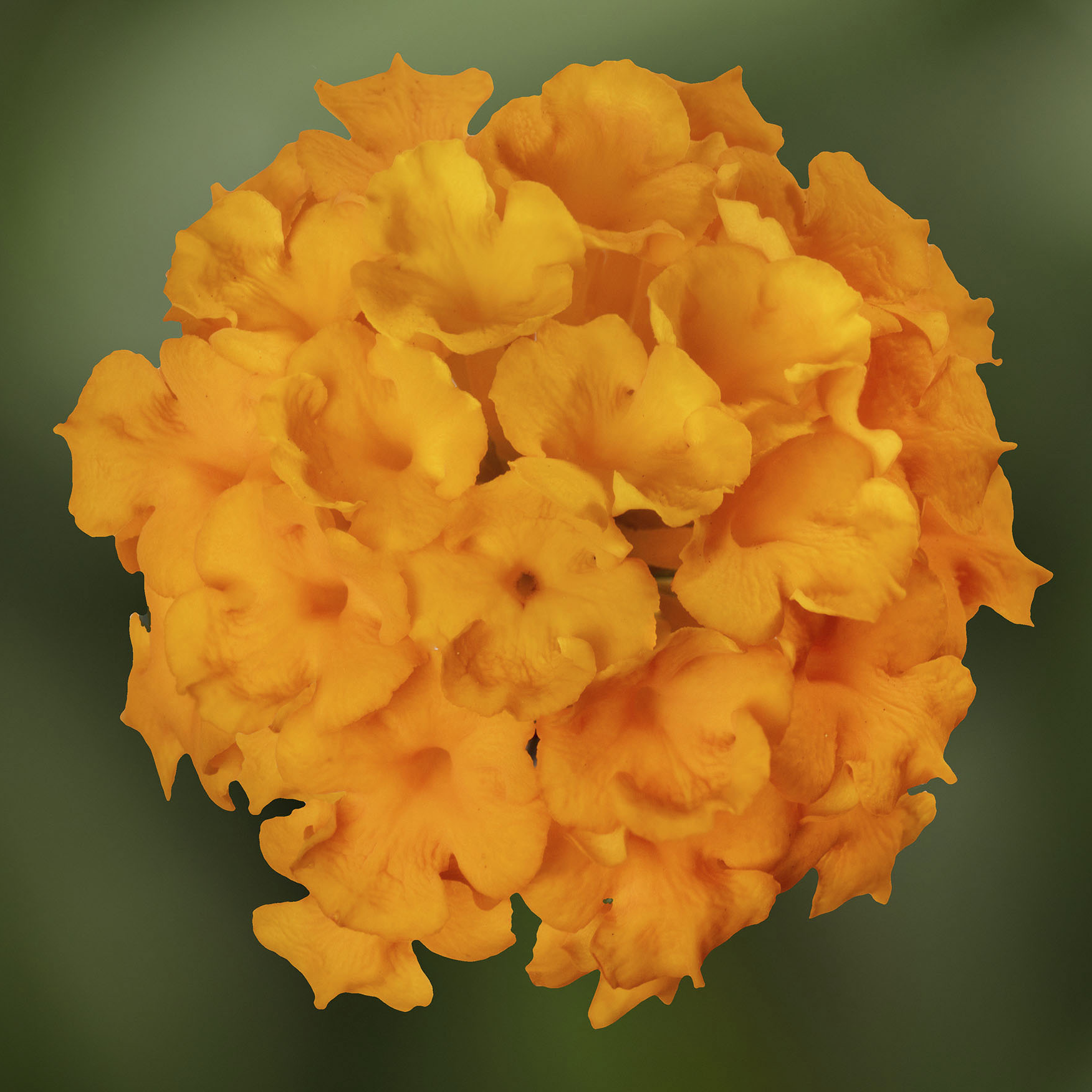 70070696-flower.png