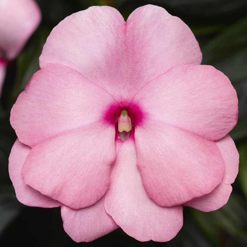 Sonic® Light Pink | Syngenta Flowers