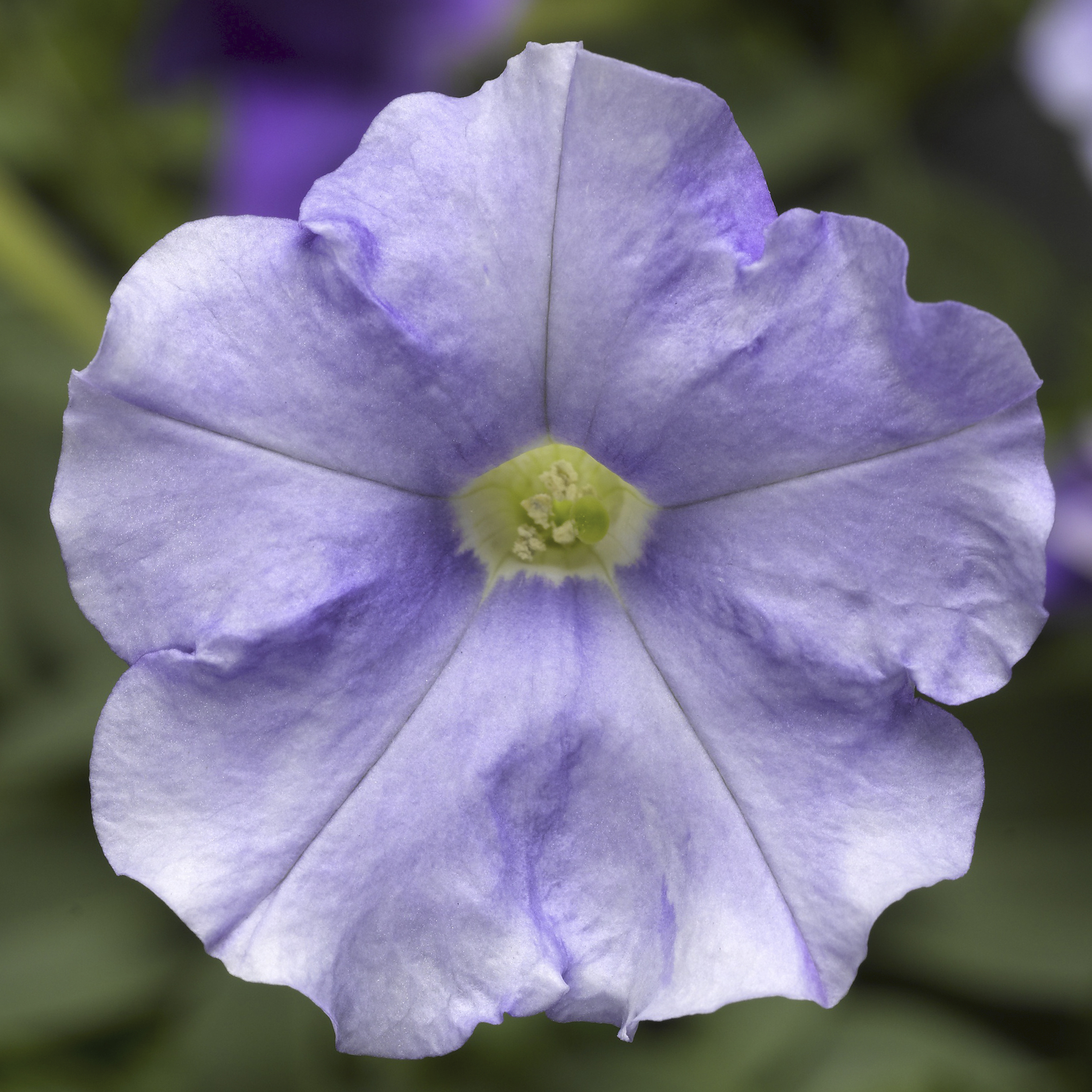 FlashForward™ Sky Blue | Syngenta Flowers