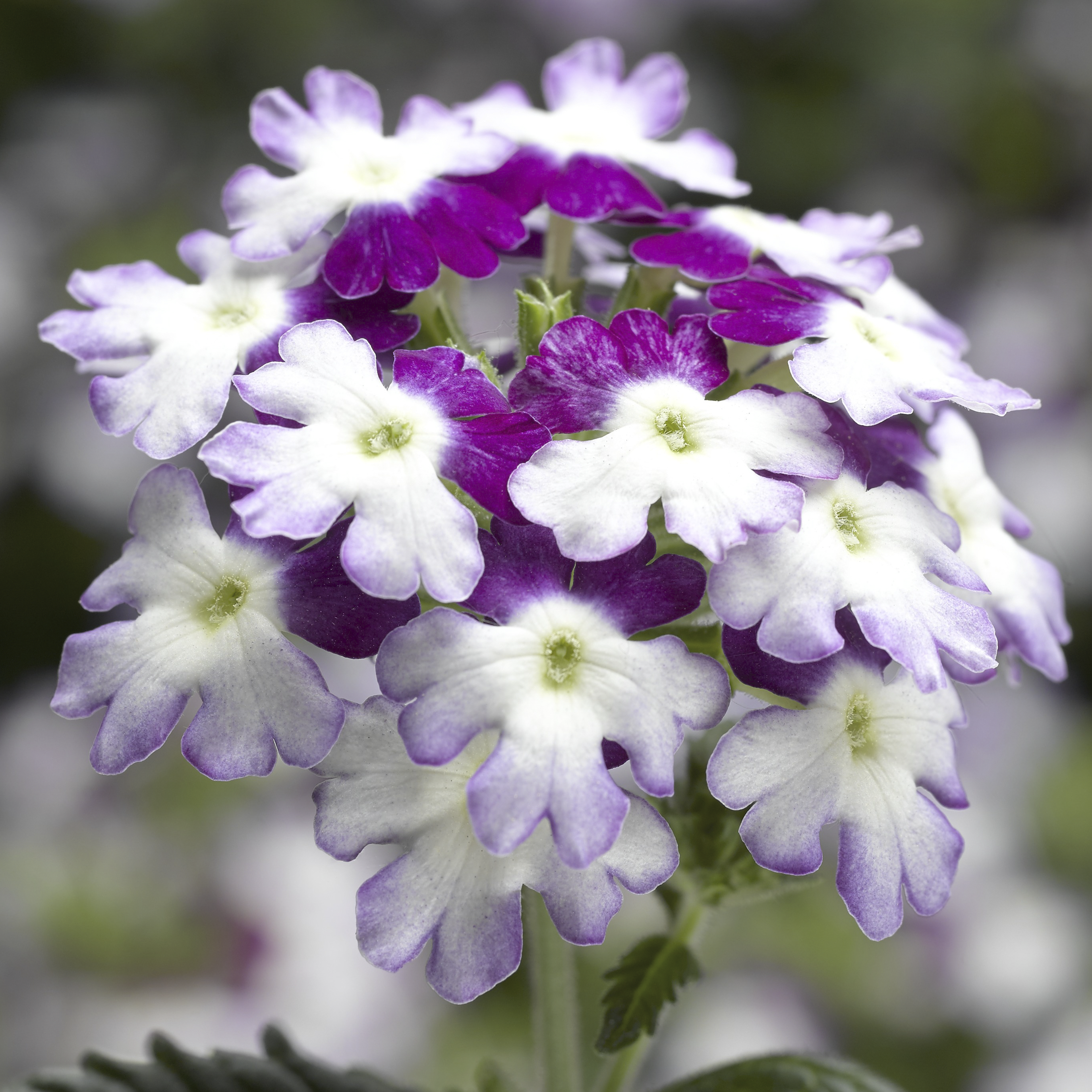 70060507-flower.png