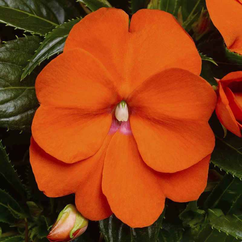 Sonic® Orange | Syngenta Flowers