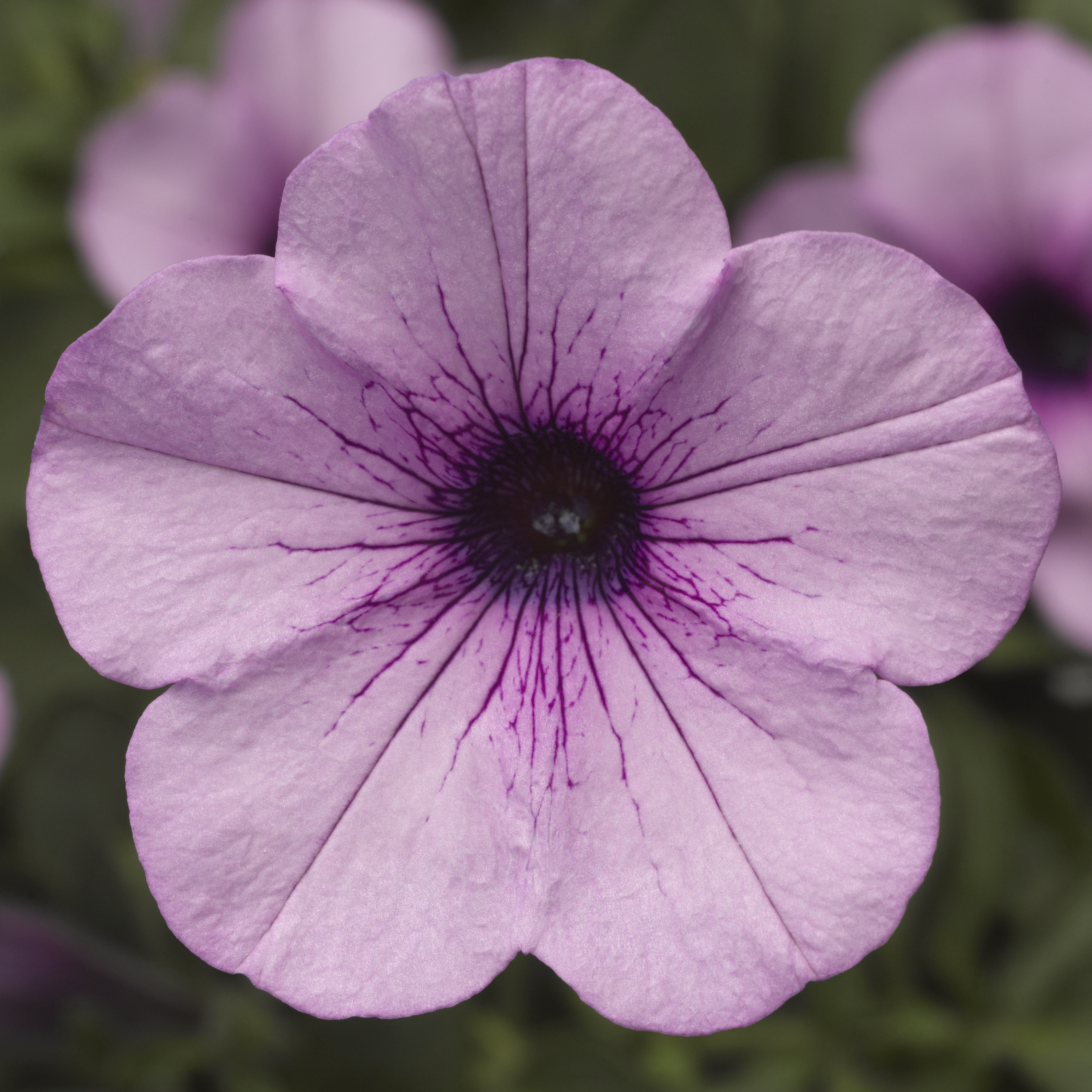 70008029-flower.png