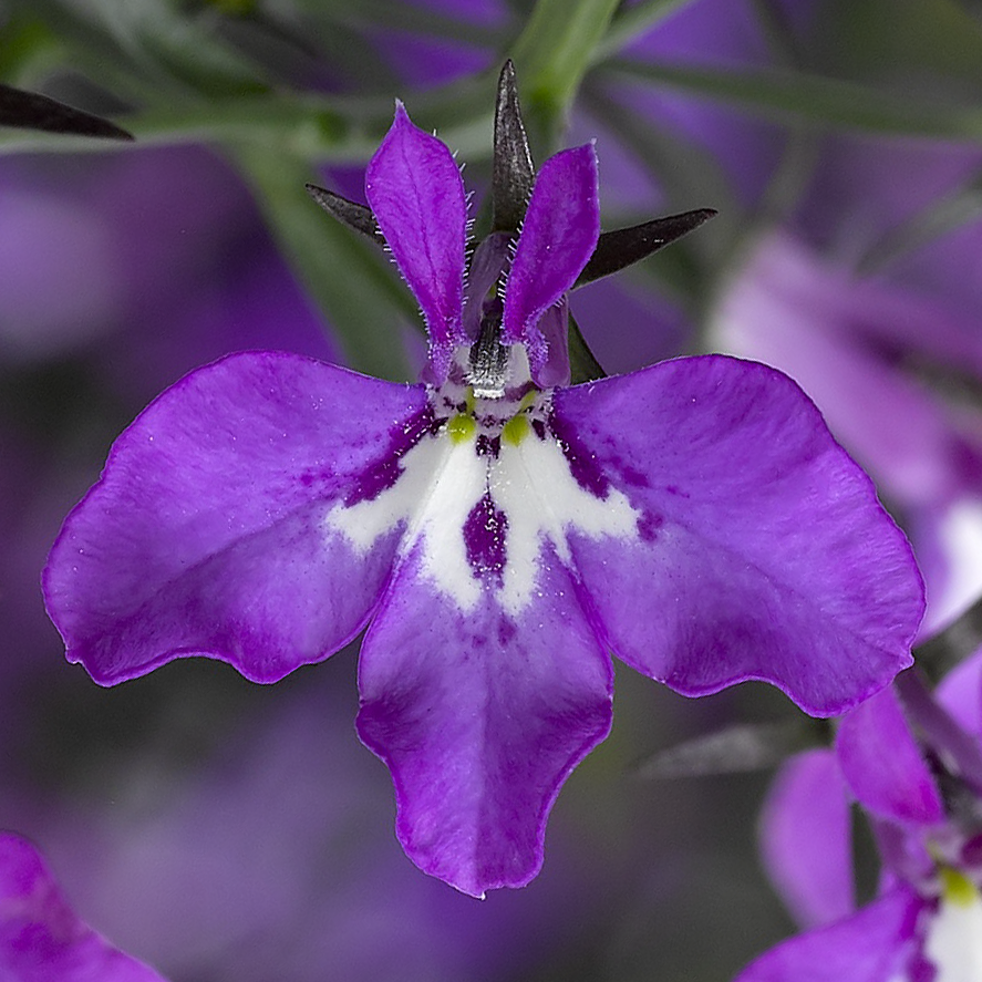 70052763-flower.png