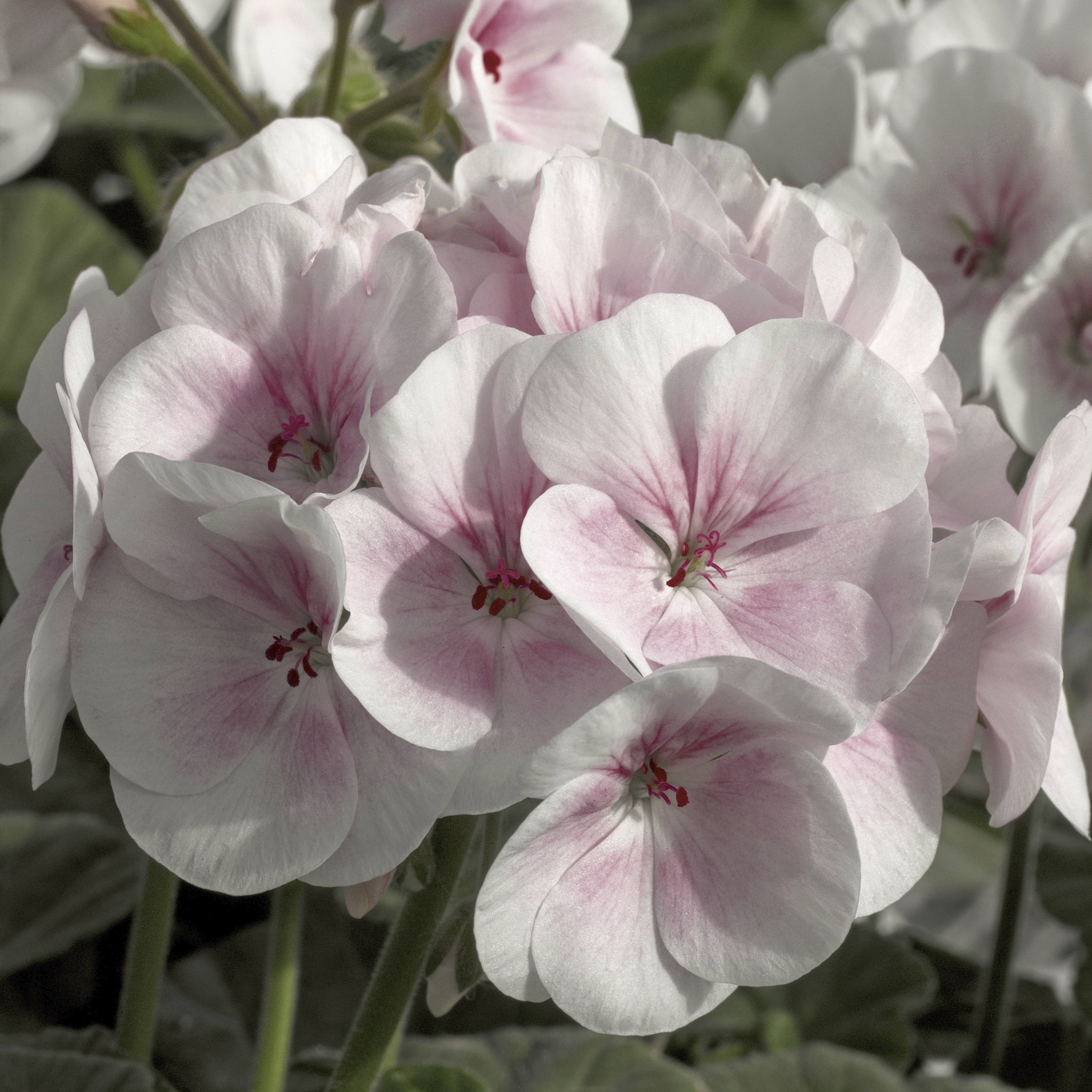 70020496-flower.png