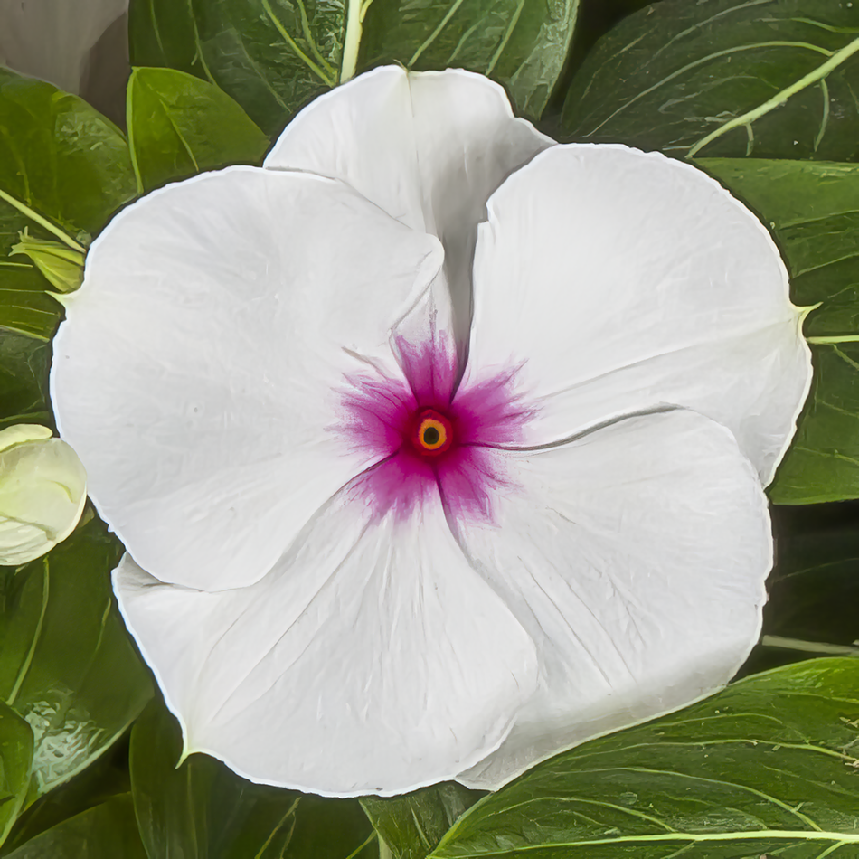 70064211-flower.png